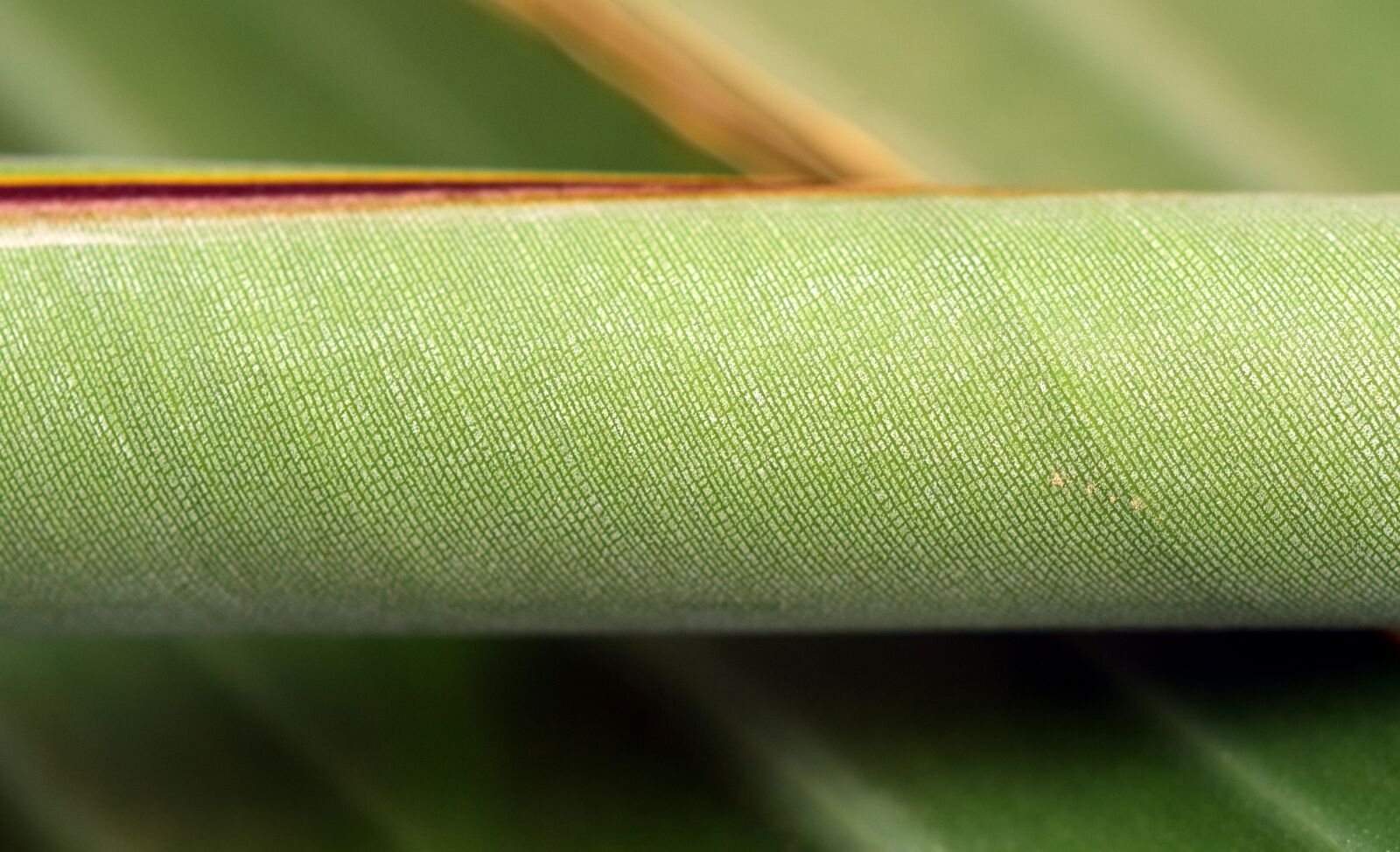 Nikon D3300 sample photo. Banana leaf, close up photography