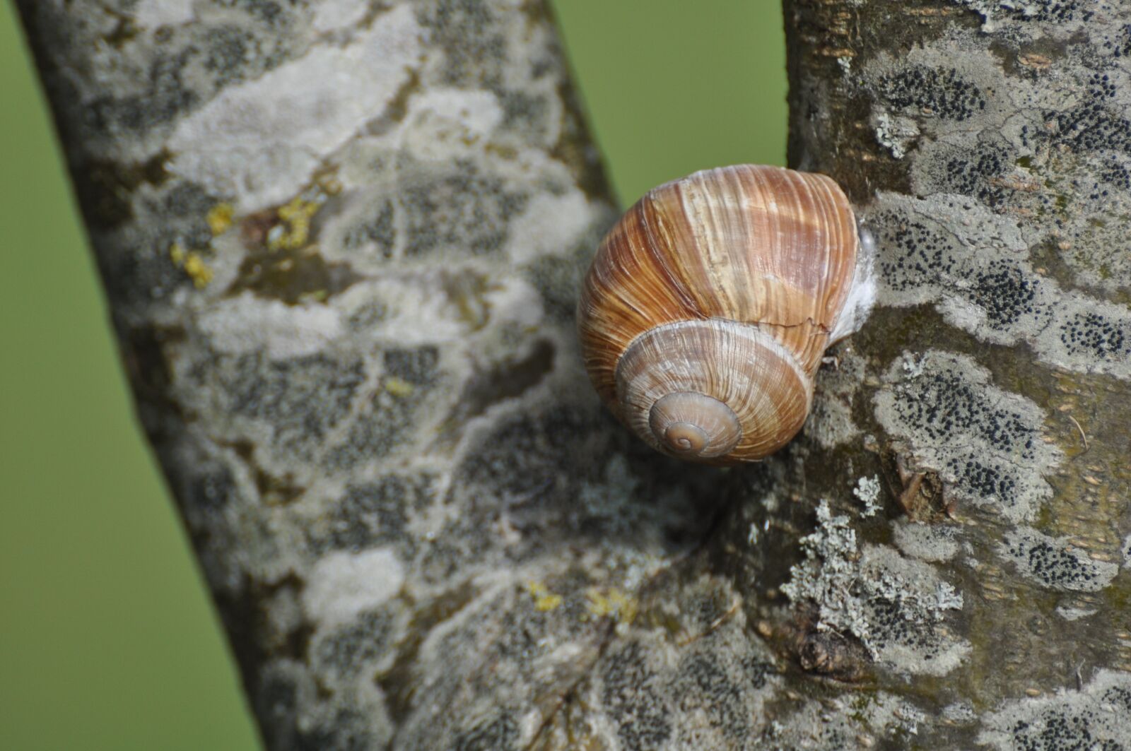 Nikon D90 sample photo. Snail, trunk, burgundy photography