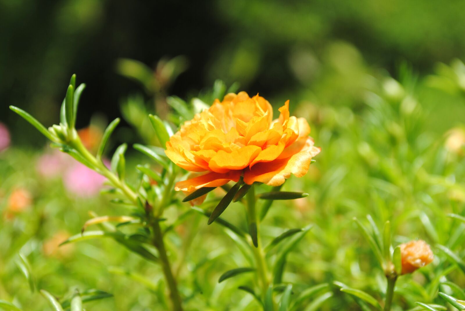 Nikon D3000 sample photo. Flower, garden, closeup photography