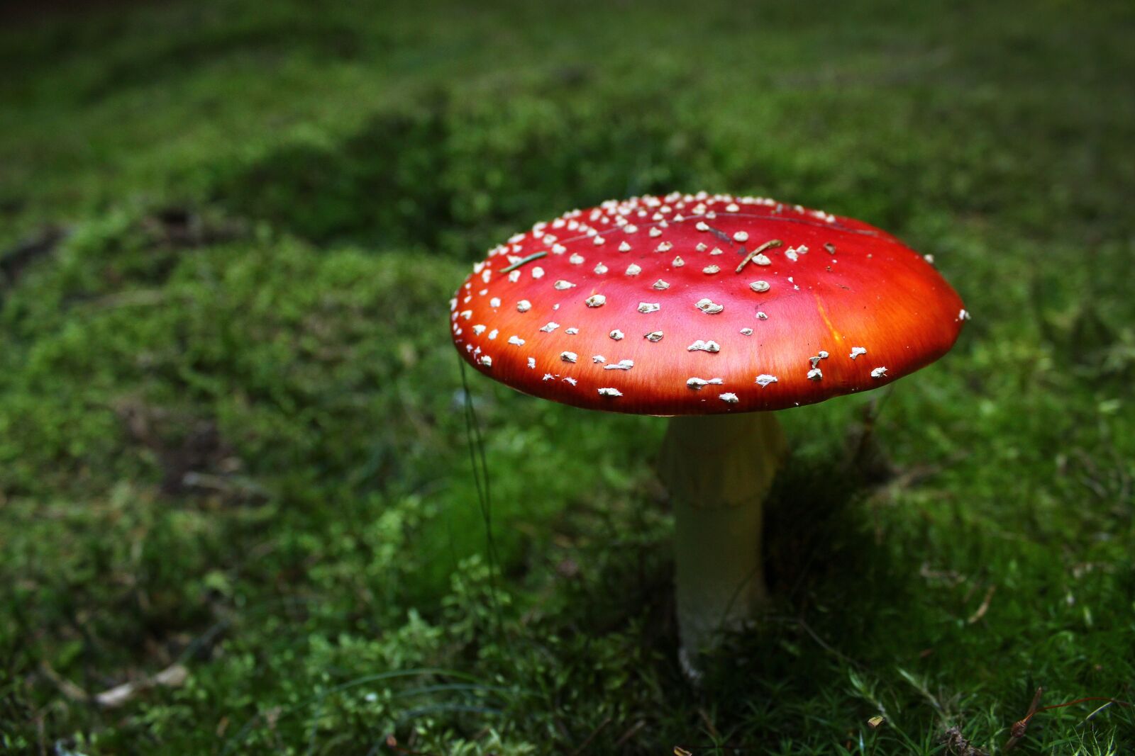 Canon EOS 600D (Rebel EOS T3i / EOS Kiss X5) sample photo. Fungus, forest, toadstool photography