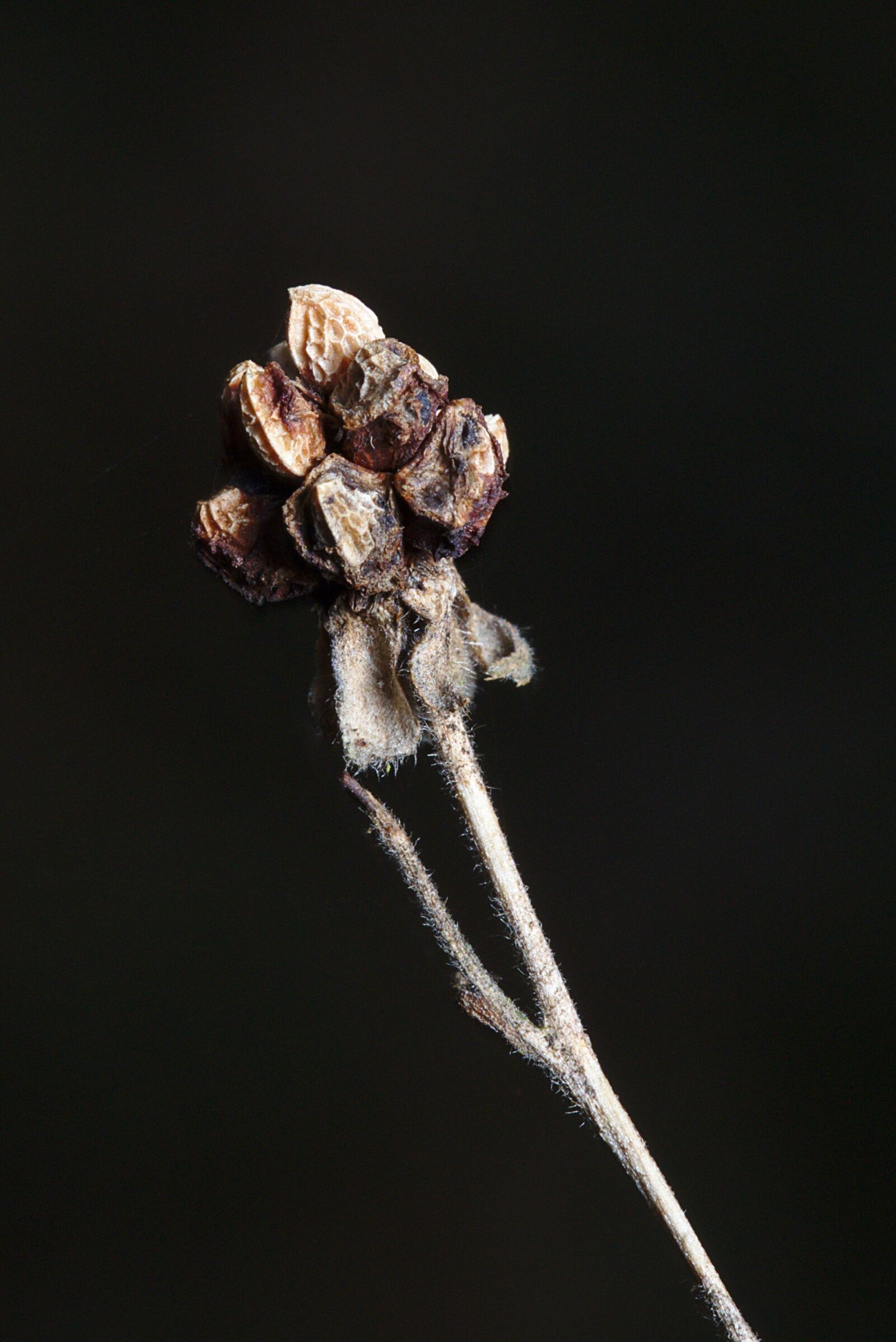 Canon EF 100mm F2.8L Macro IS USM sample photo. Forest, winter, blackberry photography