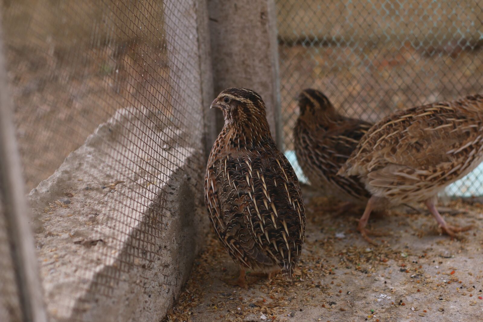 Canon EOS 70D + Canon EF 50mm F1.8 II sample photo. Pavos, animal, fauna photography