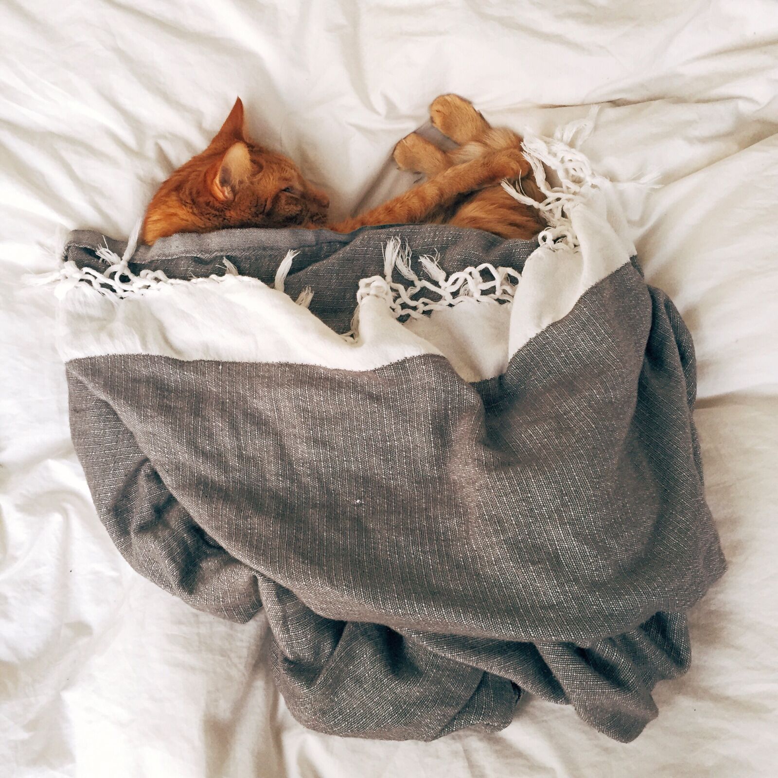 Apple iPhone 6 sample photo. Orange, tabby, cat, sleeping photography