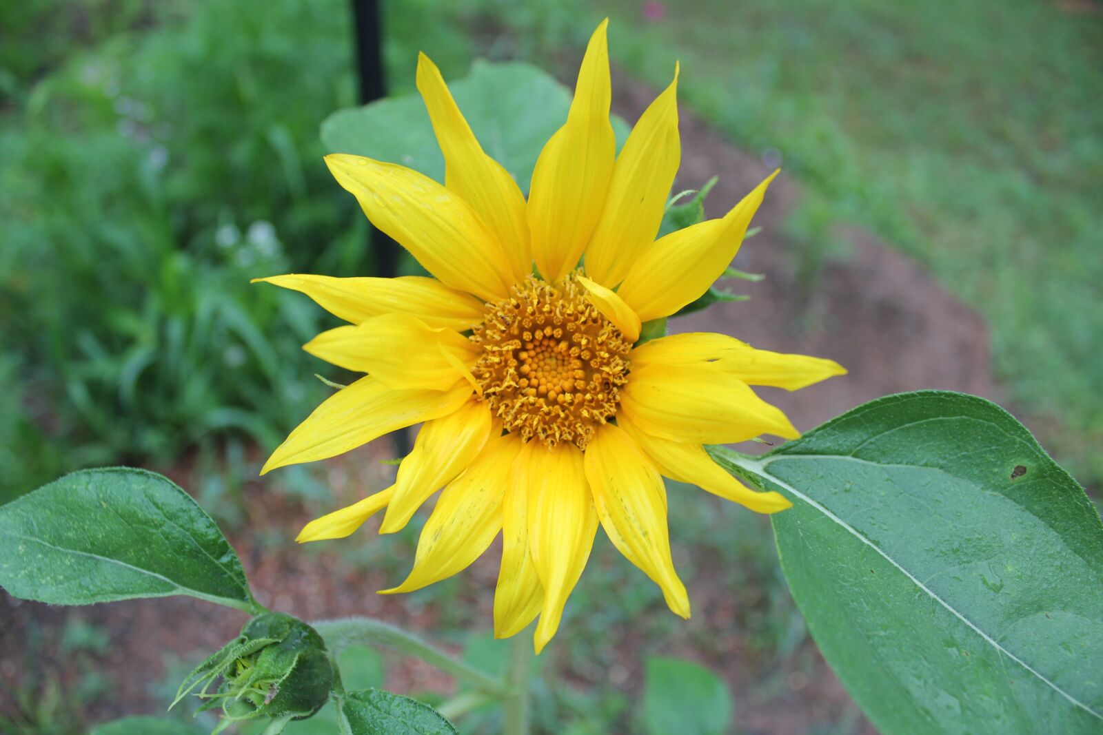 Canon EOS 550D (EOS Rebel T2i / EOS Kiss X4) sample photo. Nature, summer, flora photography