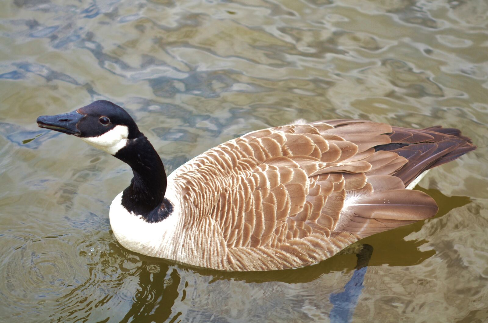 Nikon D7000 sample photo. Duck, animal, bird photography