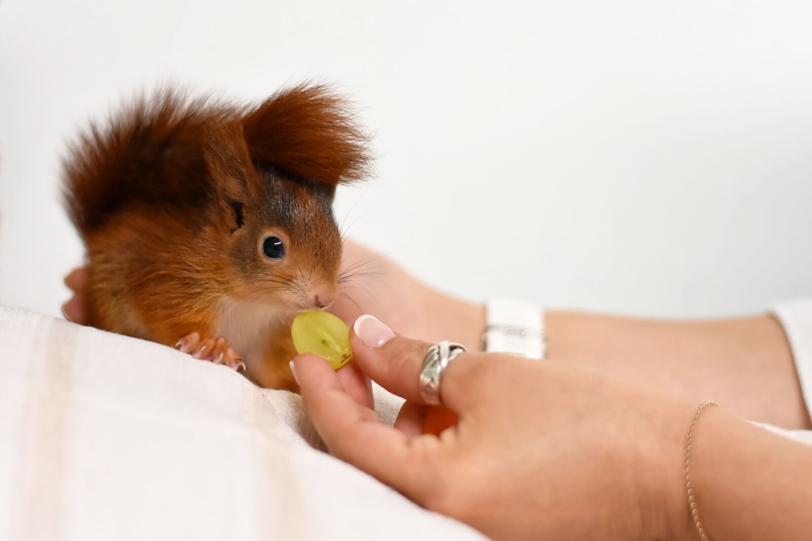 Nikon D7200 sample photo. Squirrel, young animal, eat photography