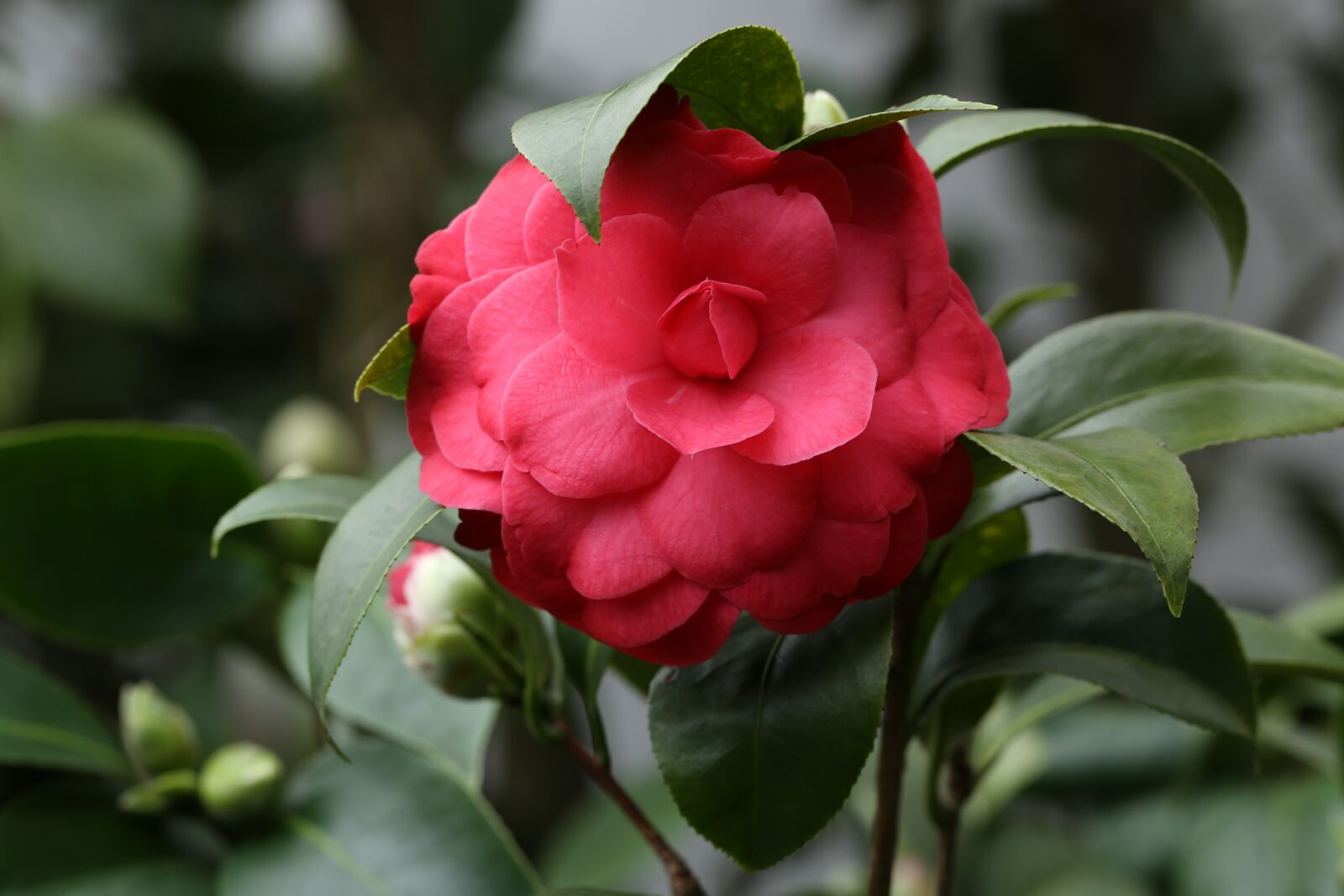 Canon EF 100mm F2.8L Macro IS USM sample photo. Flowers, camellia, rajec jestrebi photography