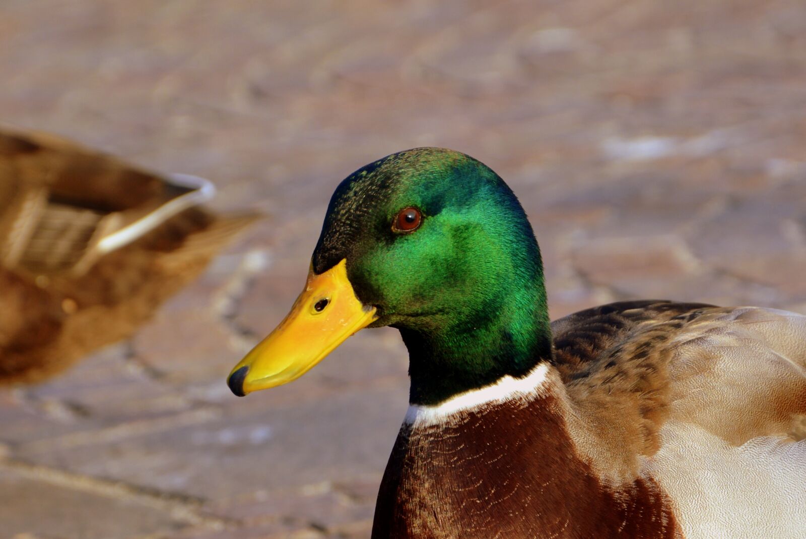 Nikon D7100 sample photo. Duck, beak, animal photography