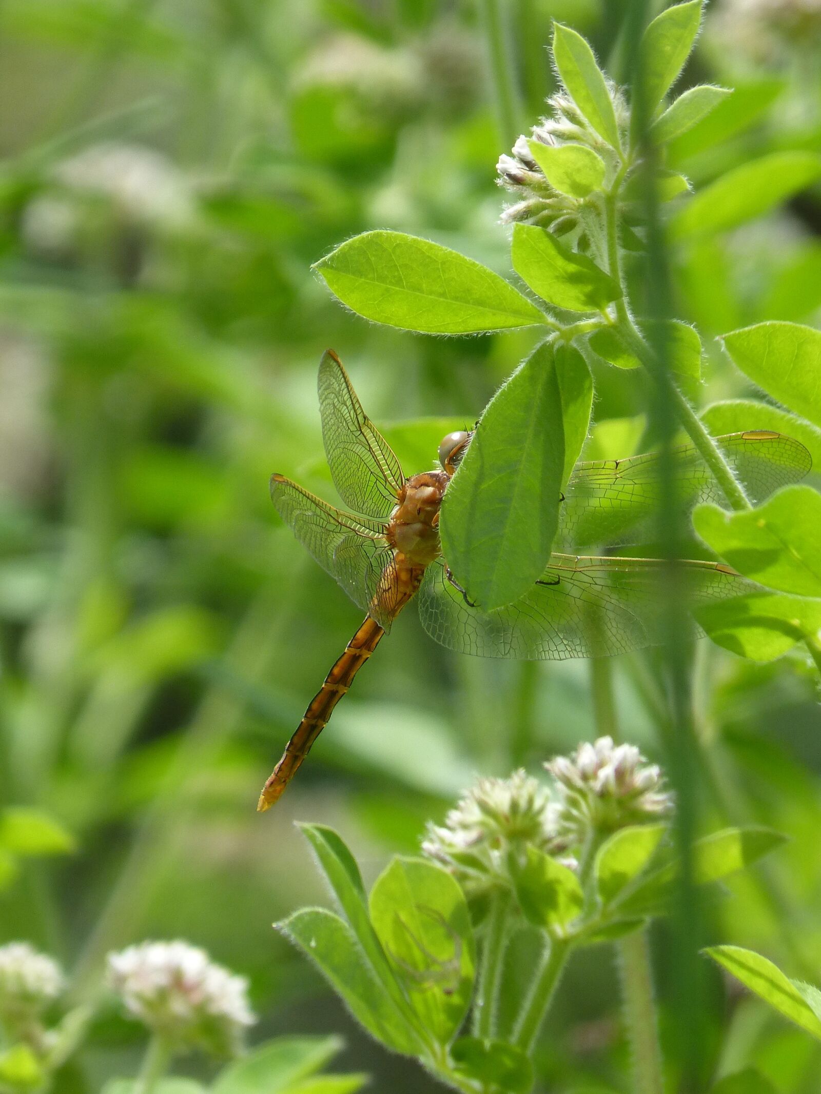 Panasonic DMC-FZ62 sample photo. Dragonfly, dragonfly amrilla, leaf photography