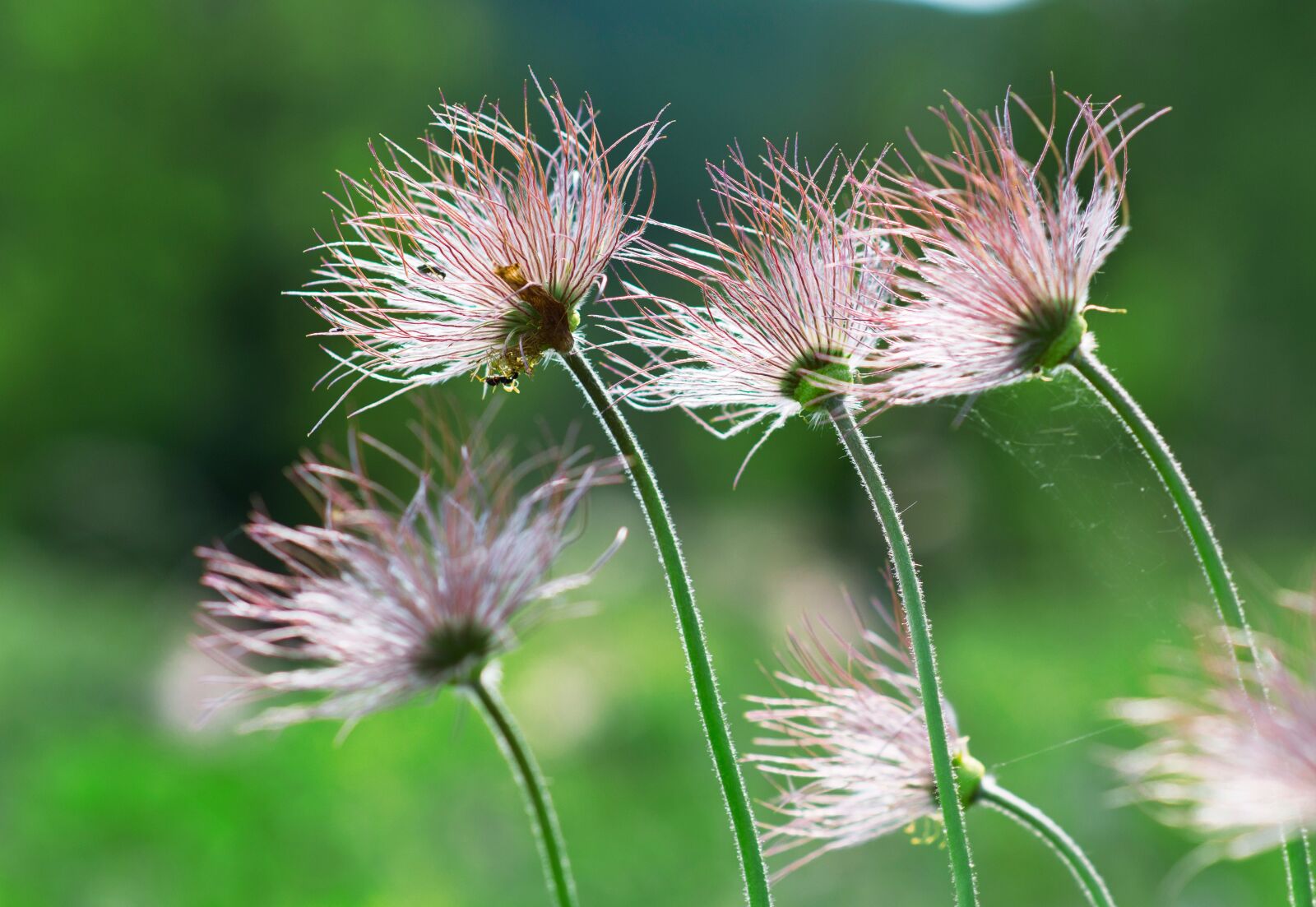 Nikon D800E sample photo. Plant, group of real photography