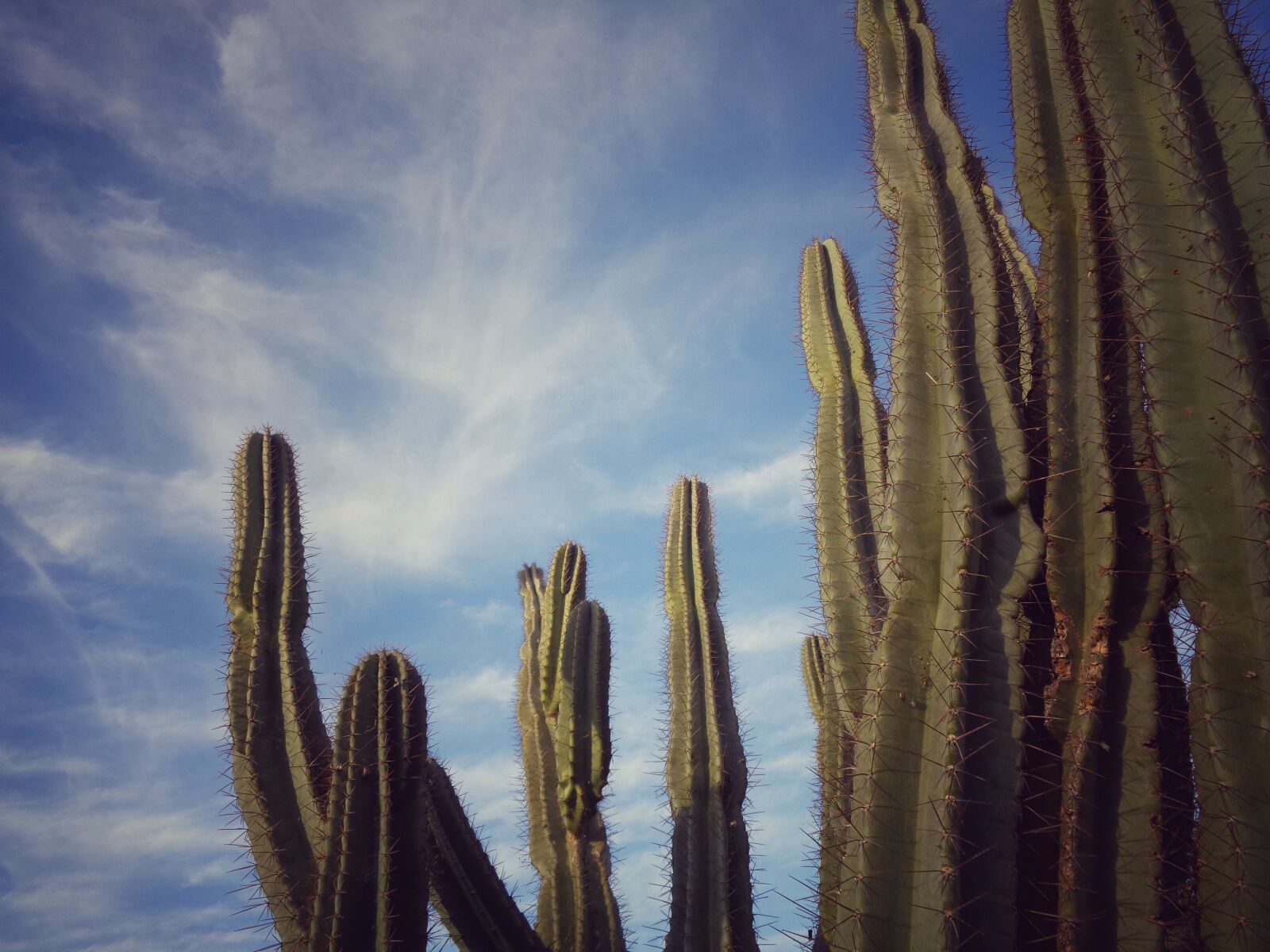 Sony Cyber-shot DSC-W830 sample photo. Cactus, nature, thorny photography