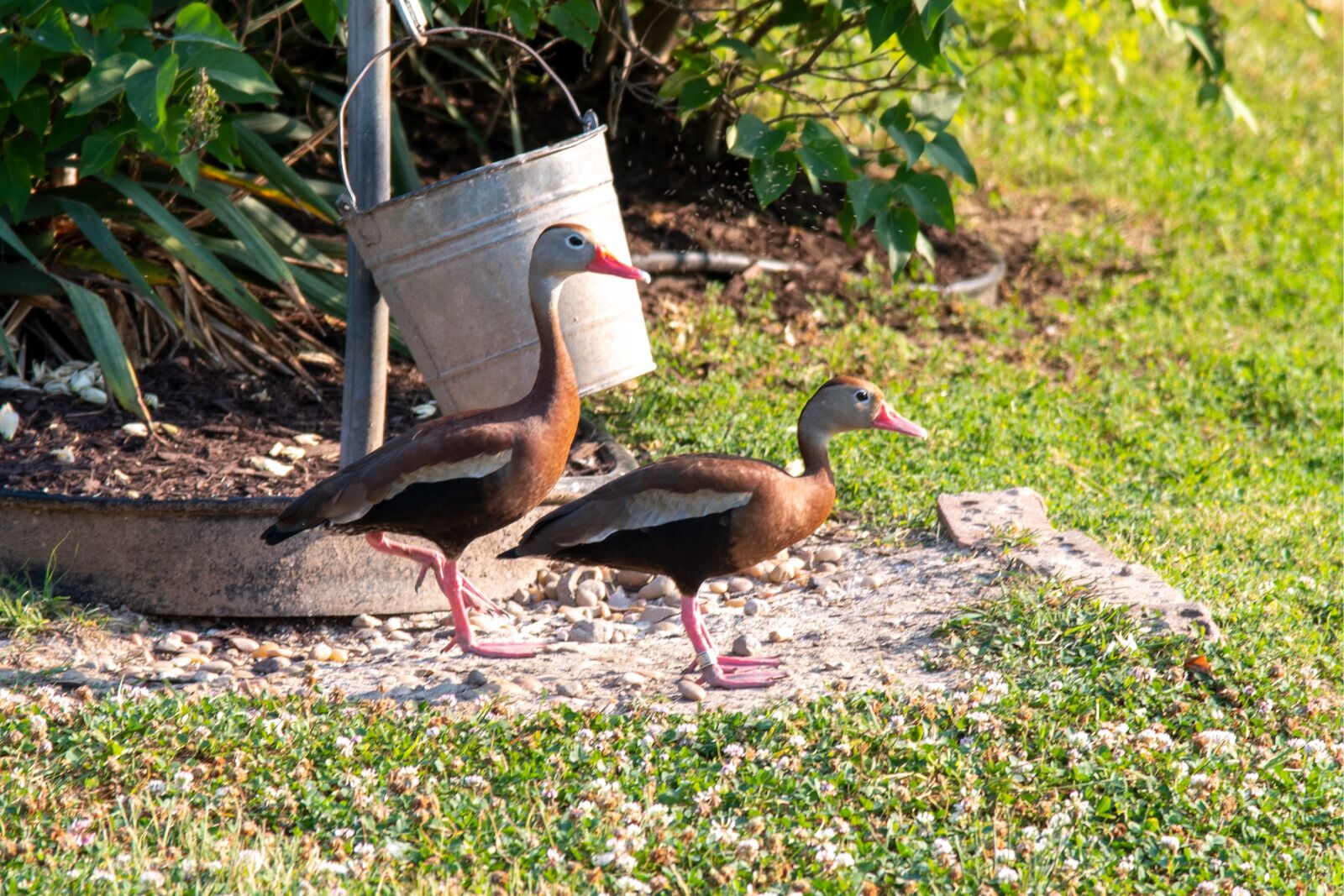 Nikon D850 sample photo. Duck, whistling duck, black-bellied photography