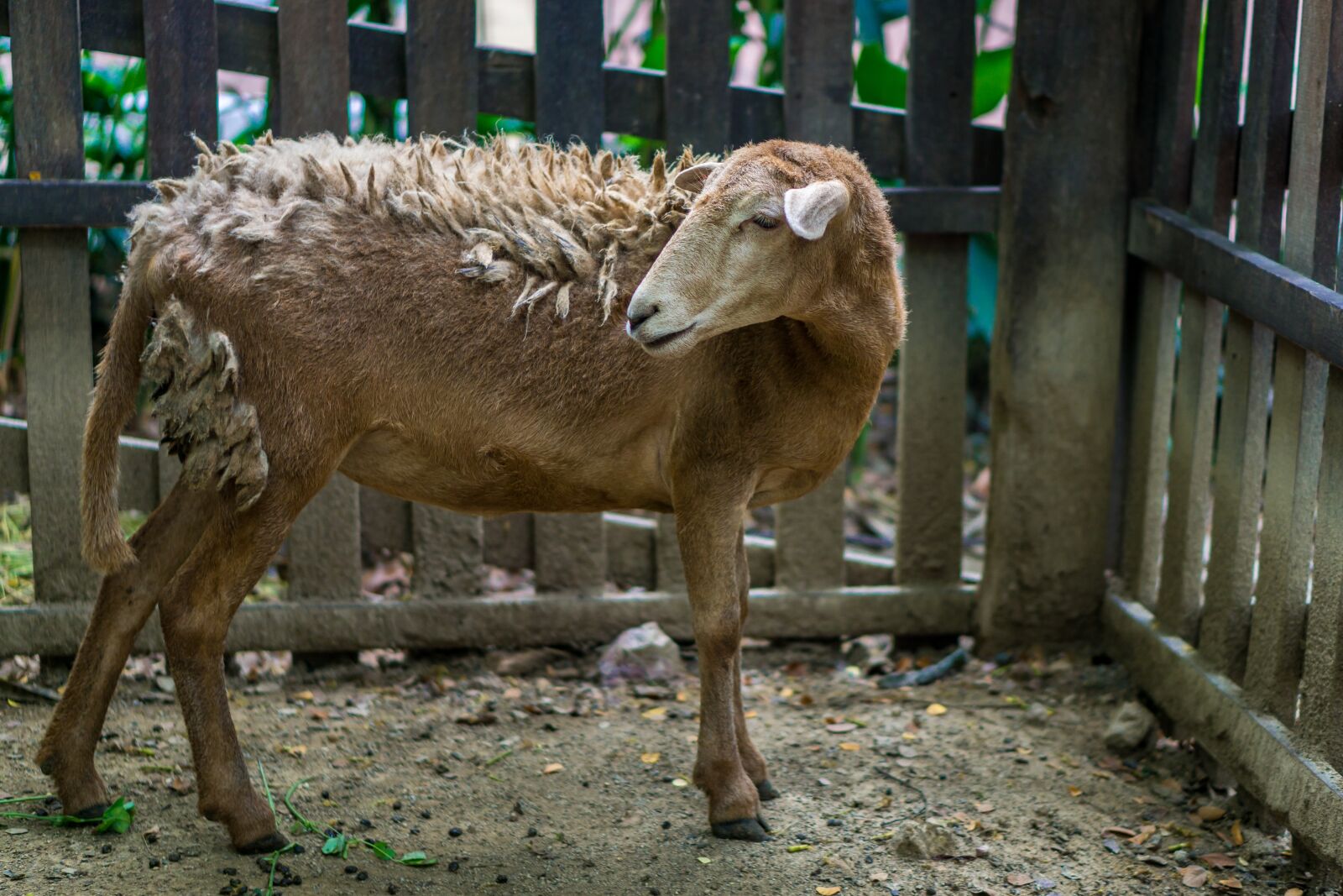 E 50mm F1.8 OSS sample photo. Sheep, animal, nature photography