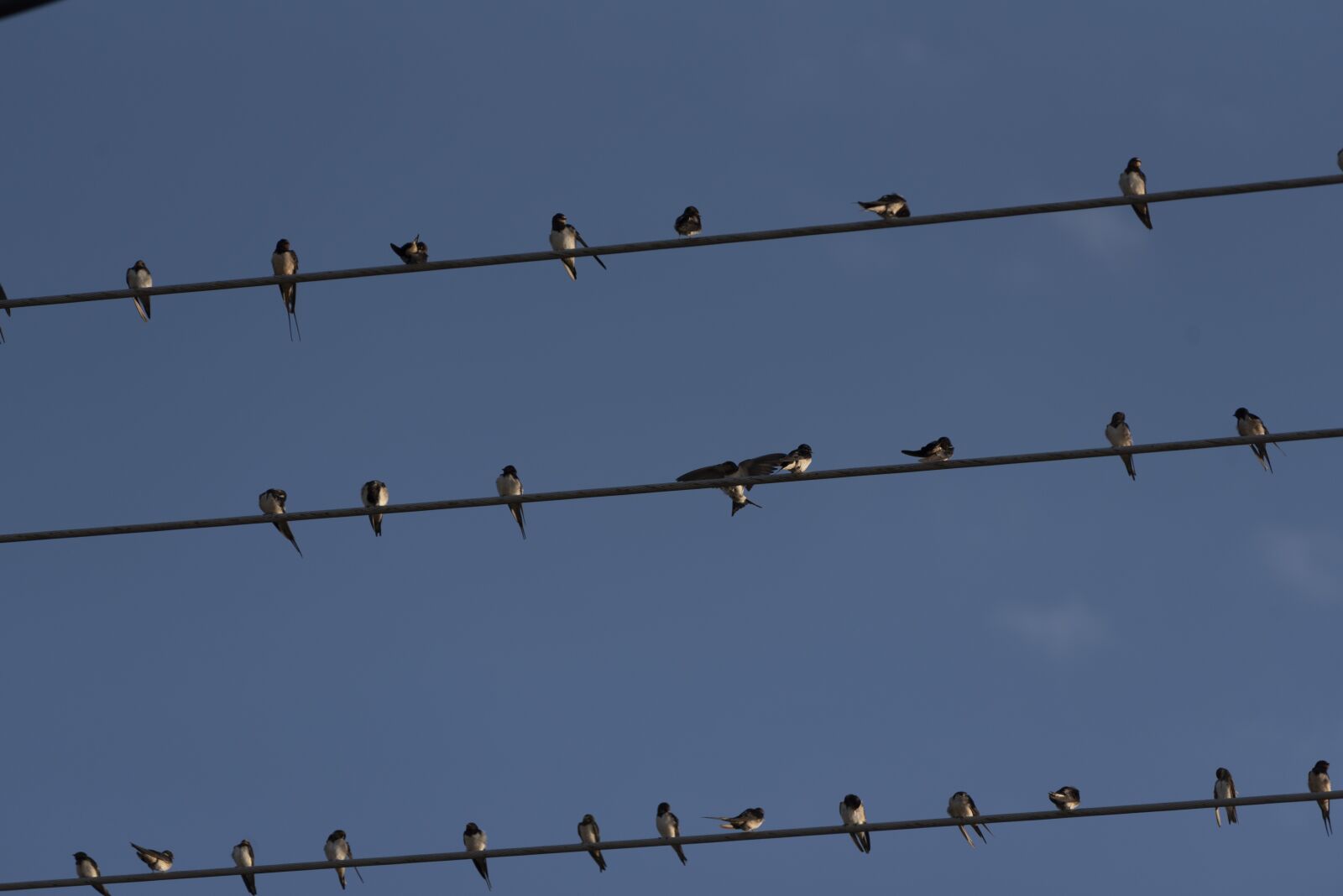 Nikon D750 sample photo. Swallows, birds, wires photography