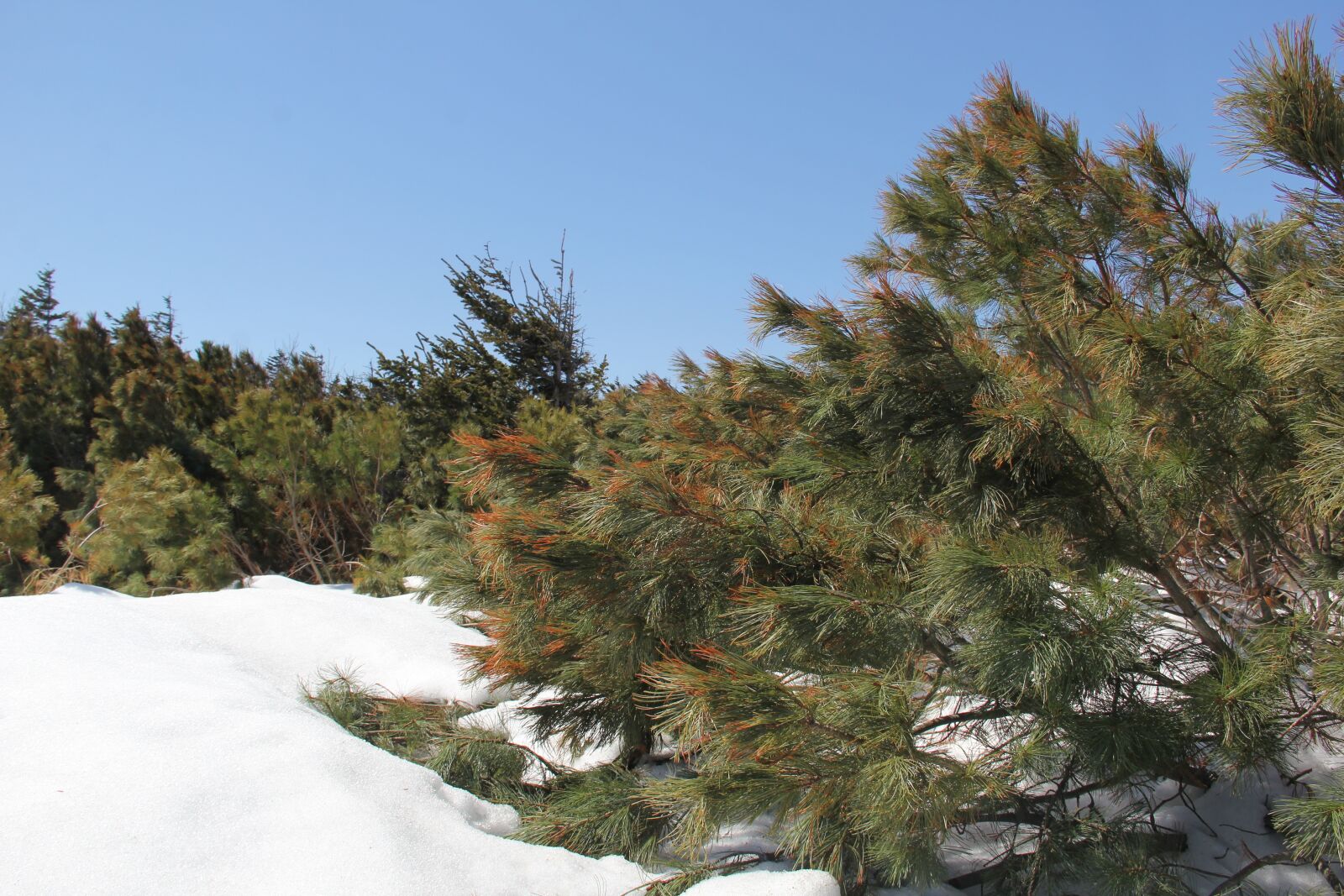 Canon EOS 60D sample photo. Sakhalin, spring, snow photography