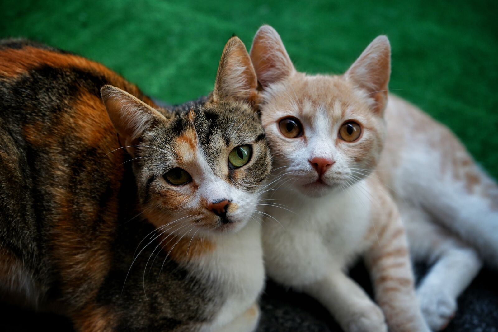 Sony a7 II sample photo. Cat, pet, animal photography