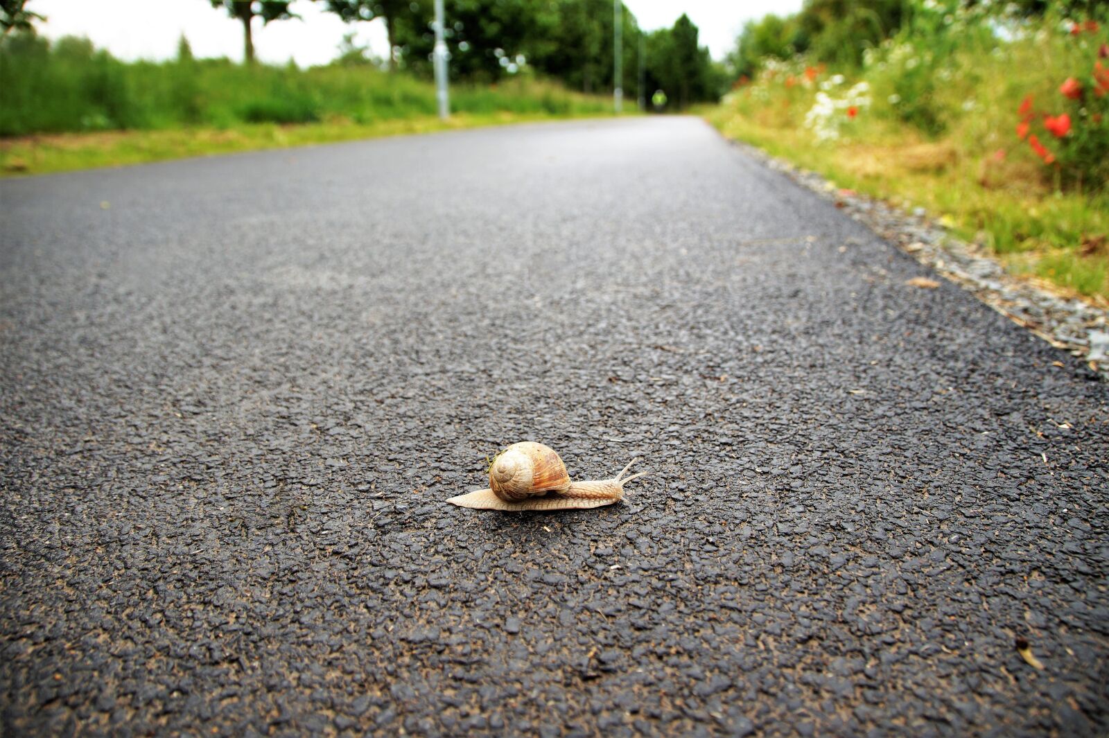 Sony SLT-A58 sample photo. Worm, path, lesion photography