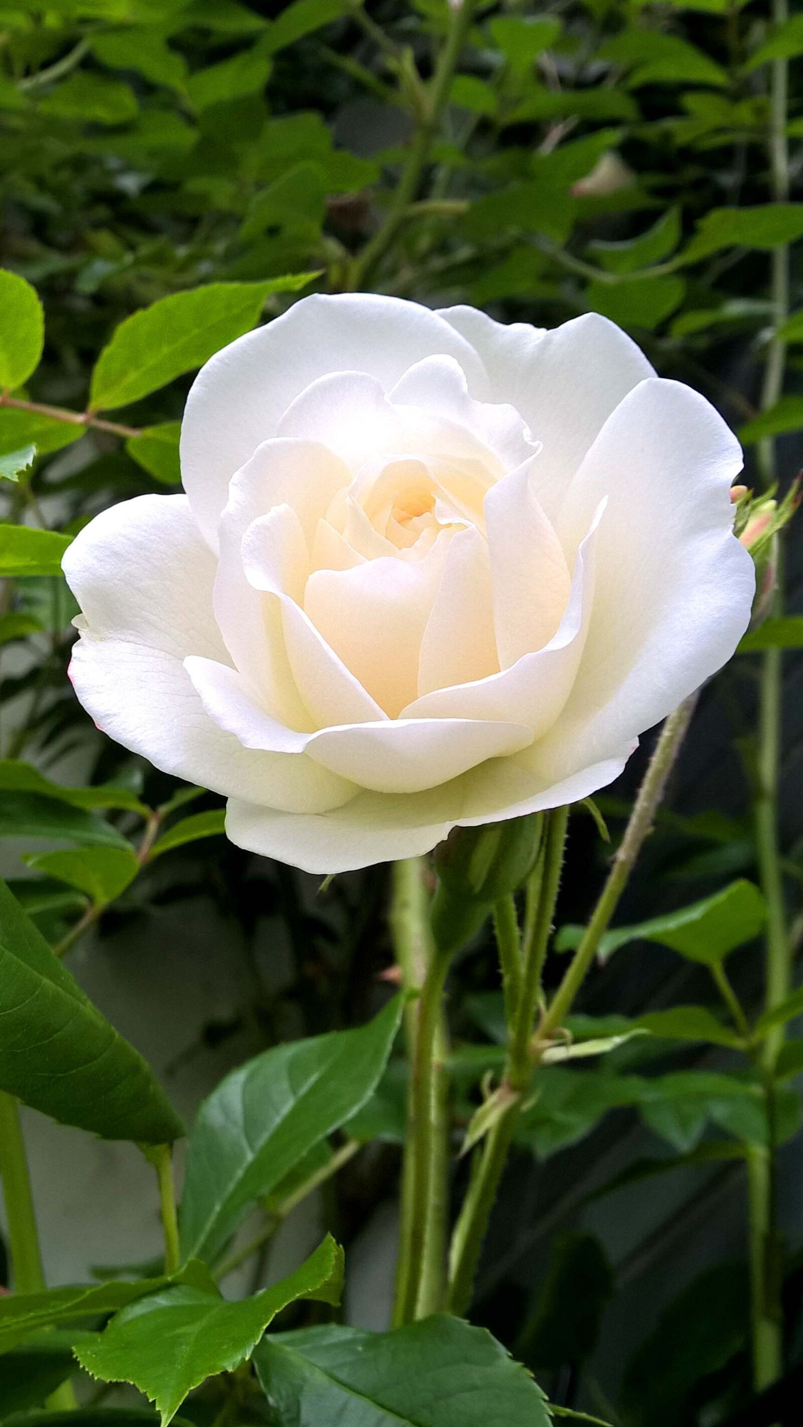 Nokia Lumia 1520 sample photo. Rose, white, blossom photography