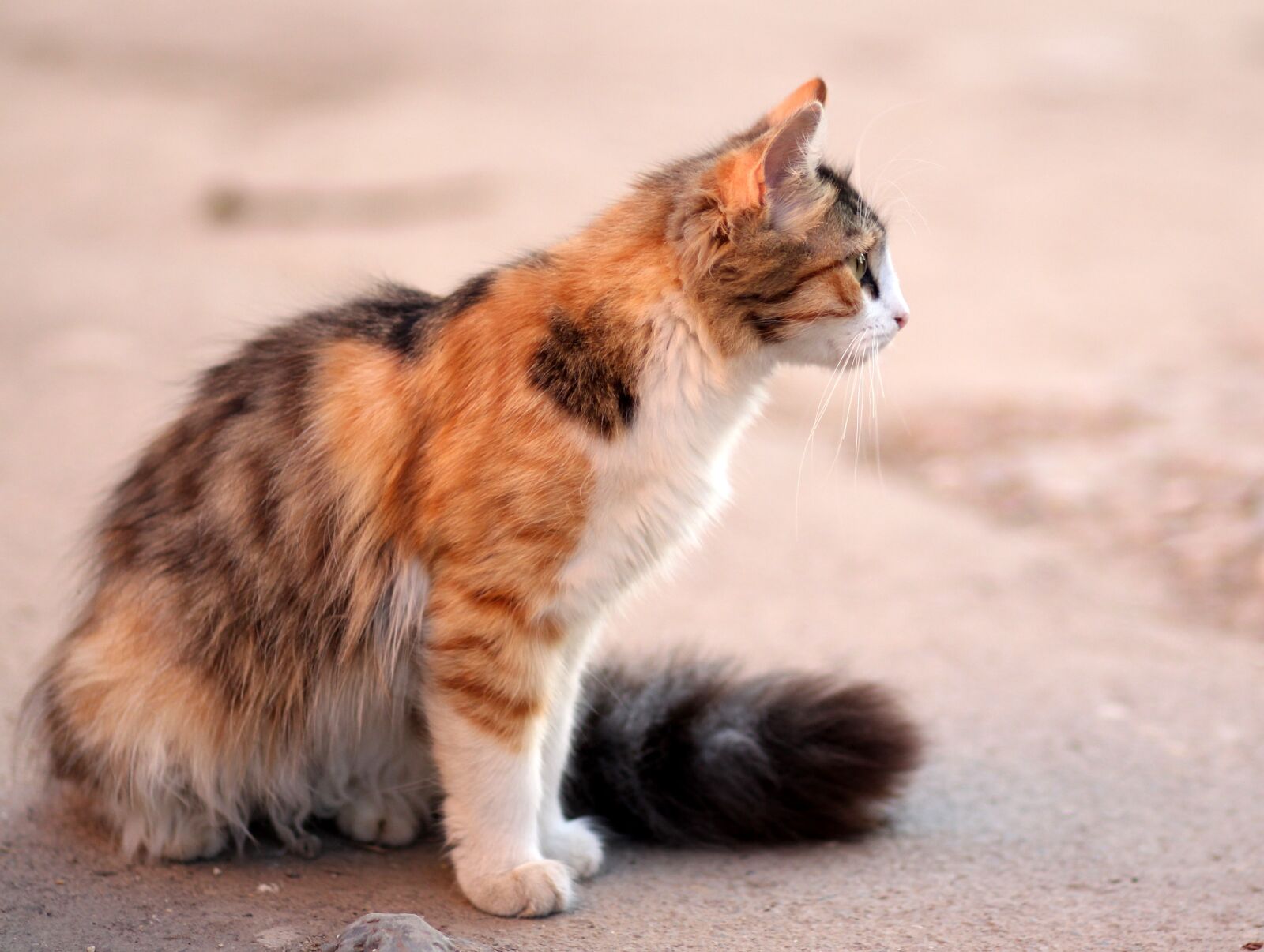 Canon EOS 700D (EOS Rebel T5i / EOS Kiss X7i) + Canon EF 85mm F1.8 USM sample photo. Cat, coloring, pet photography