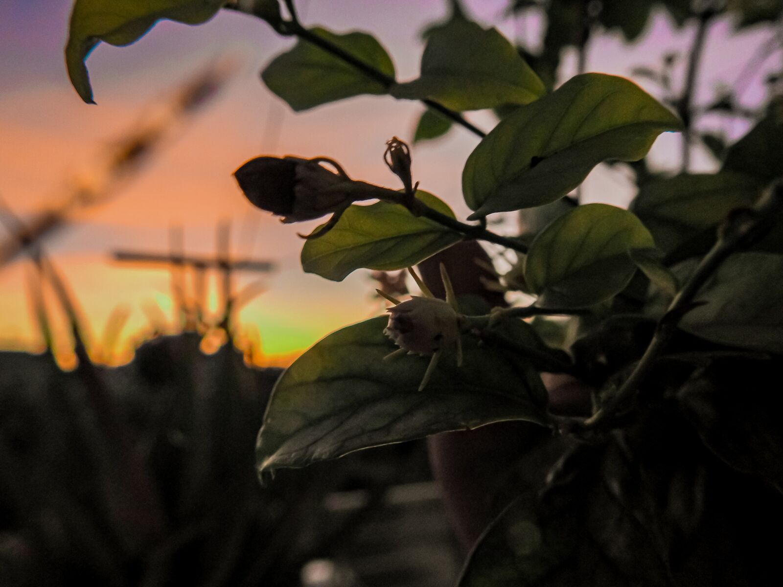 Nikon Coolpix P900 sample photo. Sunset time click, sunset photography
