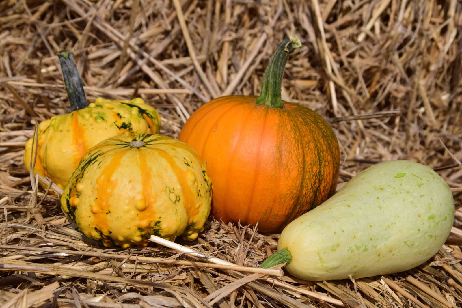 Nikon D3300 sample photo. Pumpkin, straw, dry, vegetable photography