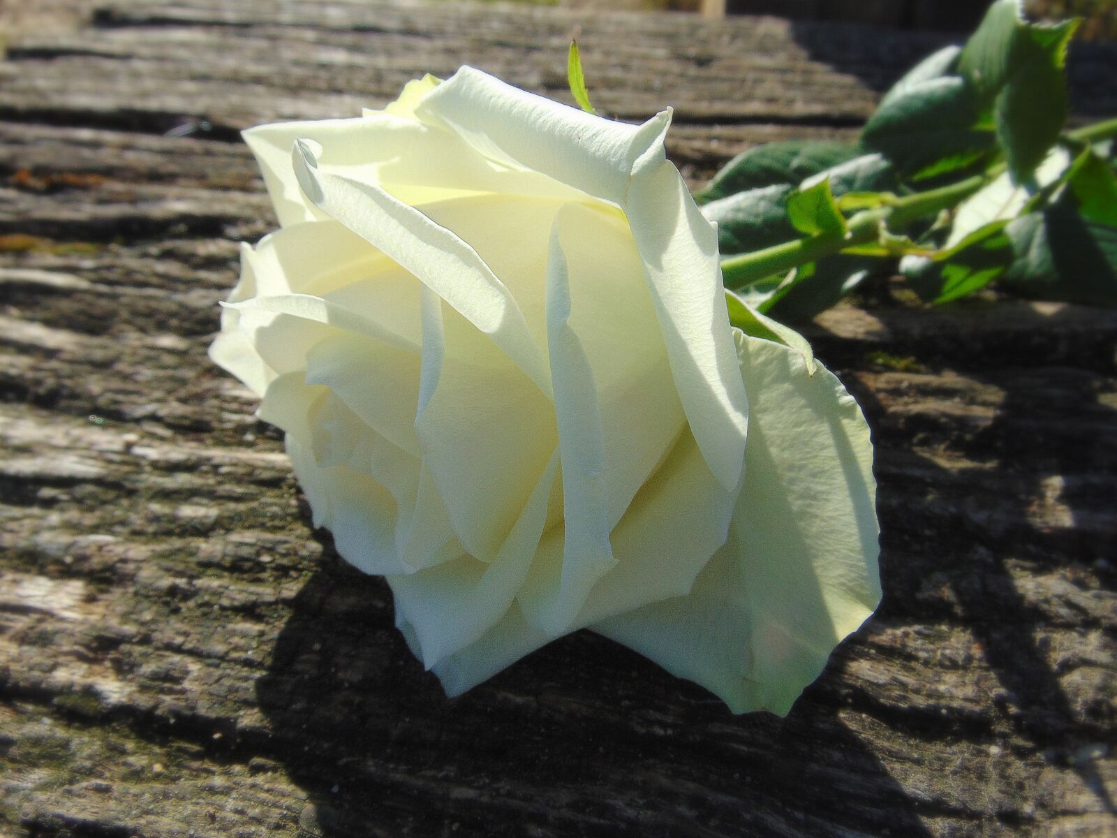 Sony Cyber-shot DSC-H300 sample photo. Rose, white, blossom photography