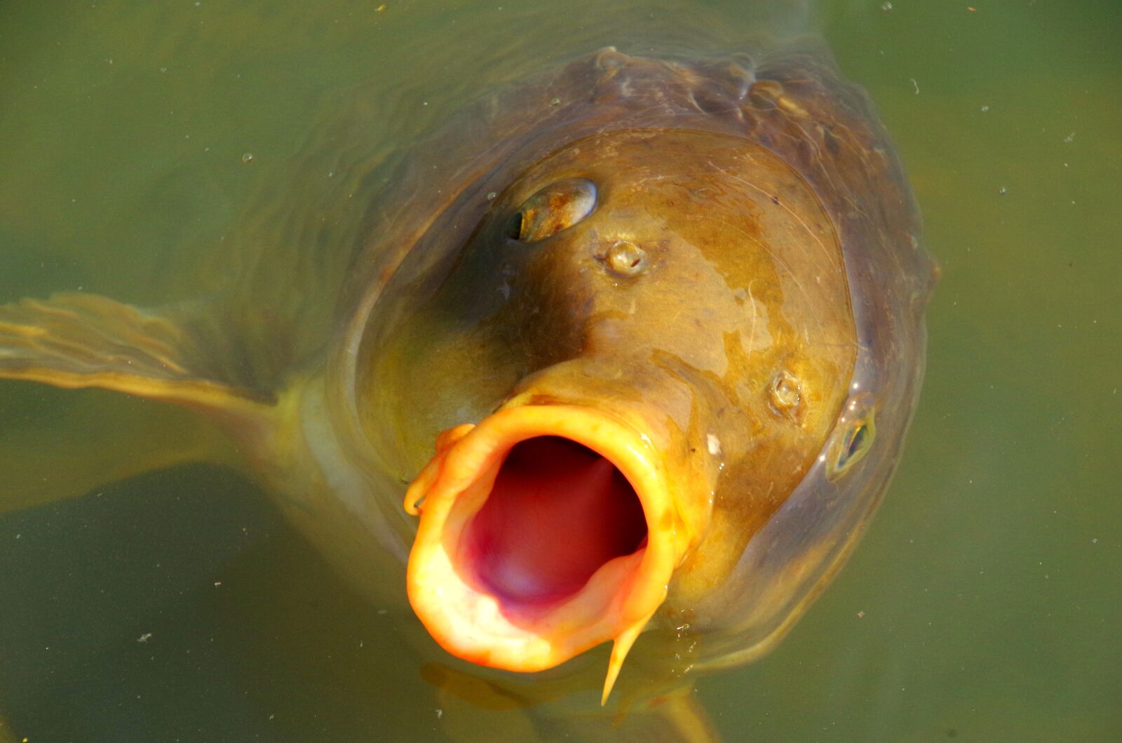 Pentax K-30 sample photo. Carp, mouth, water photography