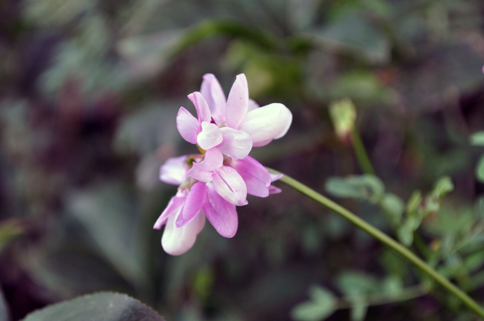 Nikon D5000 sample photo. Flower, nature, spring photography