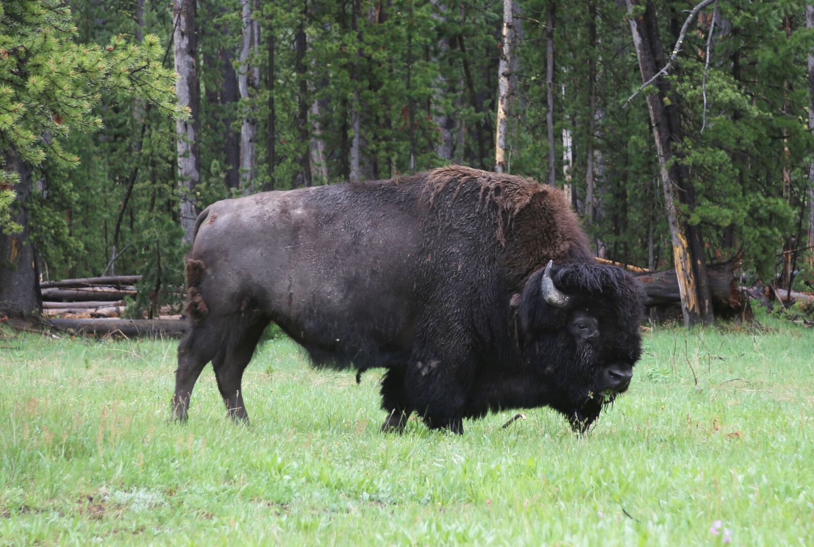 Canon EF 24-70mm F2.8L USM sample photo. Buffalo, bison, animal photography