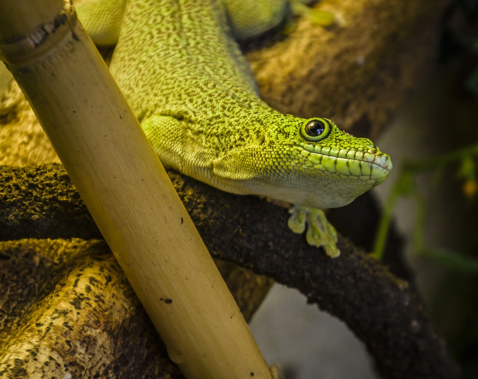 Nikon D7200 sample photo. Lizard, green, wildlife photography