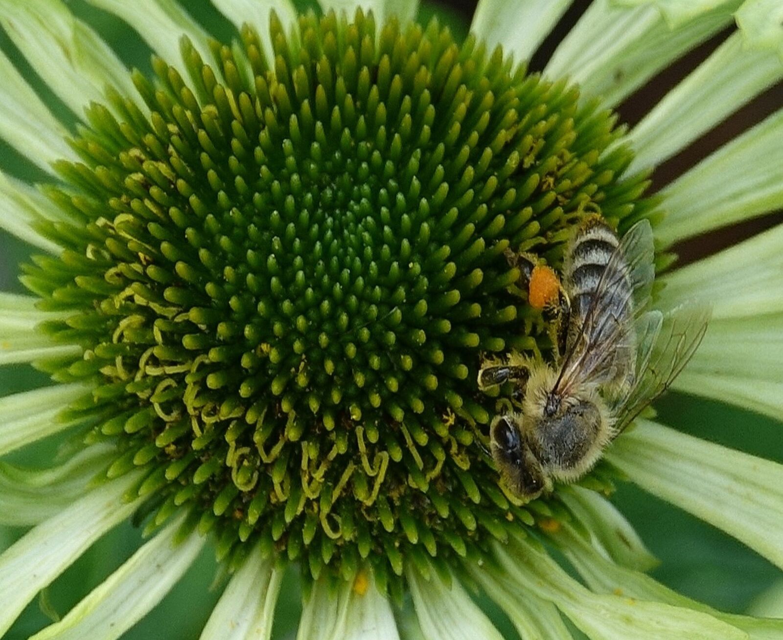 Sony Cyber-shot DSC-RX10 III sample photo. Flower, bee, insect photography