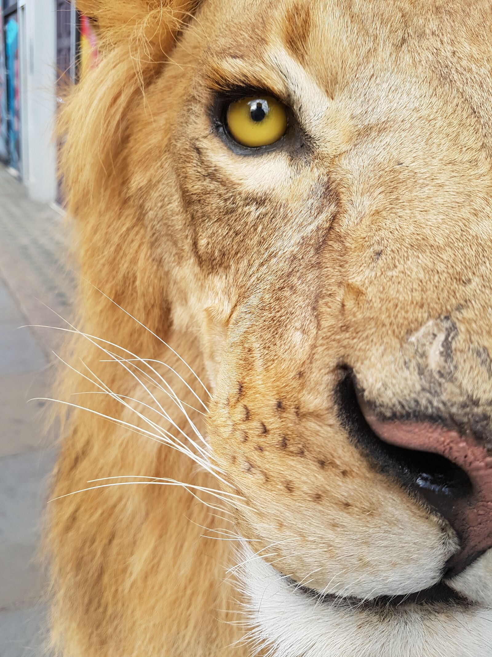 Samsung Galaxy S7 Edge sample photo. Lion, nature, animal photography