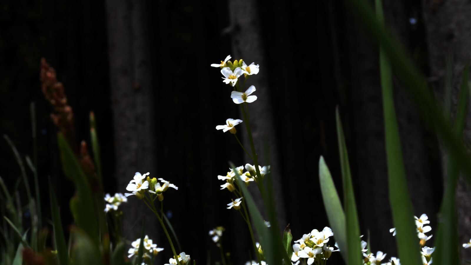 Nikon D7500 sample photo. Flowers, meadow, white photography