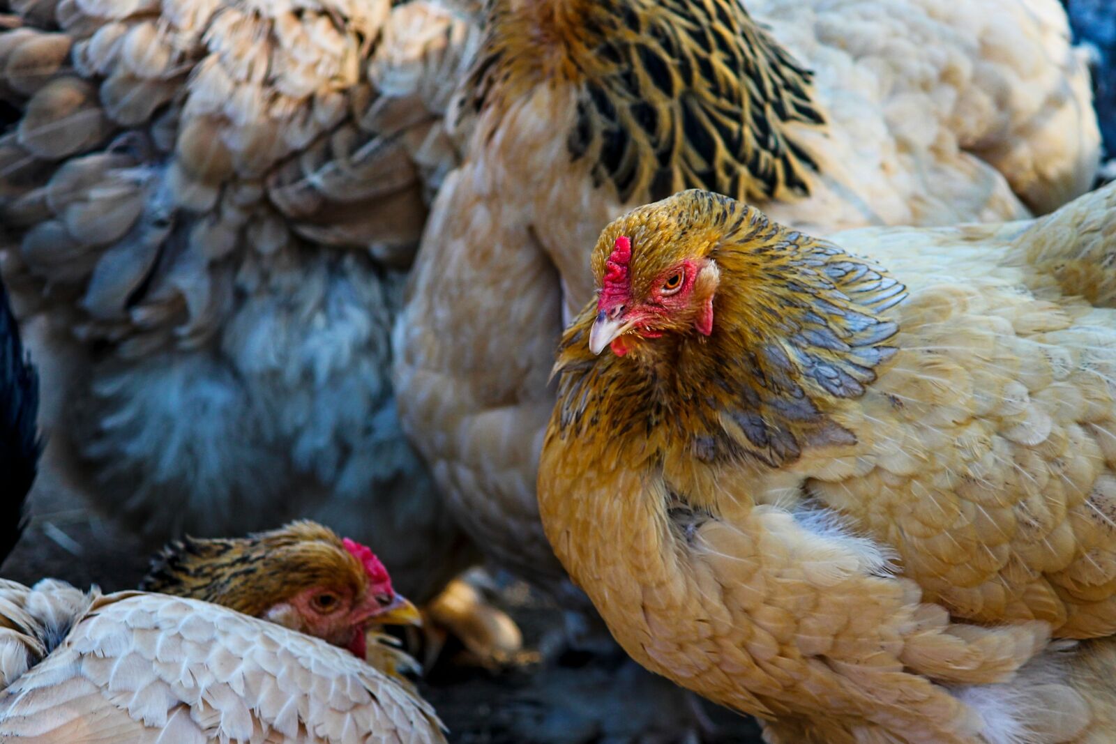 Canon EOS 1100D (EOS Rebel T3 / EOS Kiss X50) sample photo. Chickens, gallus, chicken farm photography