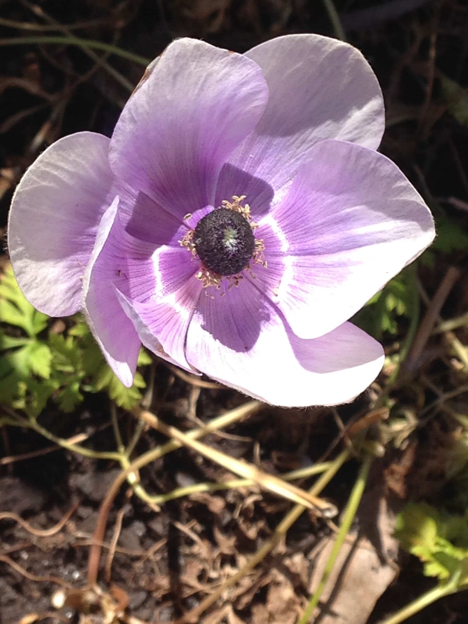 iPhone 5c back camera 4.12mm f/2.4 sample photo. Flower, light, purple, purple photography
