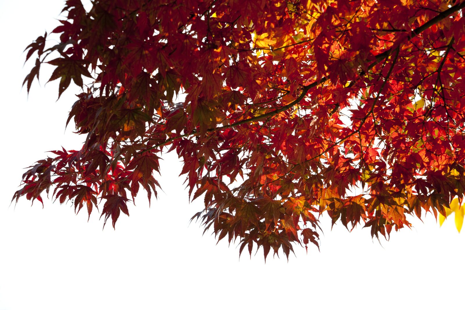 Canon EOS 5D sample photo. Autumn, autumn leaves, maple photography