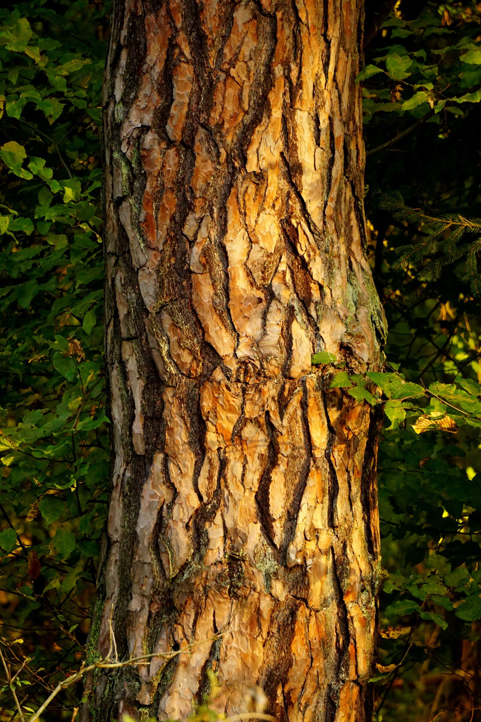 Sony E 55-210mm F4.5-6.3 OSS sample photo. Tree, bark, tribe photography