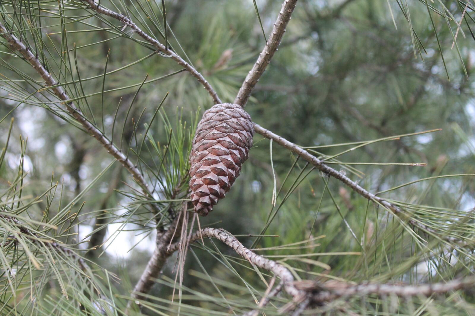 Canon EOS 1100D (EOS Rebel T3 / EOS Kiss X50) sample photo. Pine, tree, nature photography