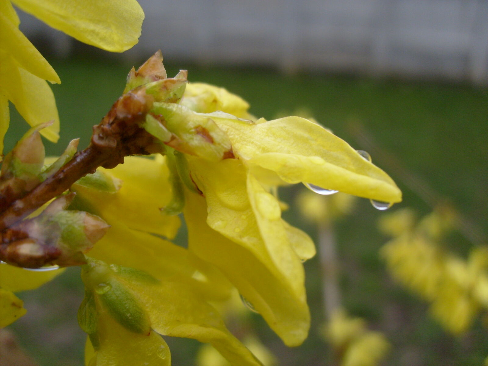 Samsung KENOX S630  / Samsung S630 sample photo. Nature photography