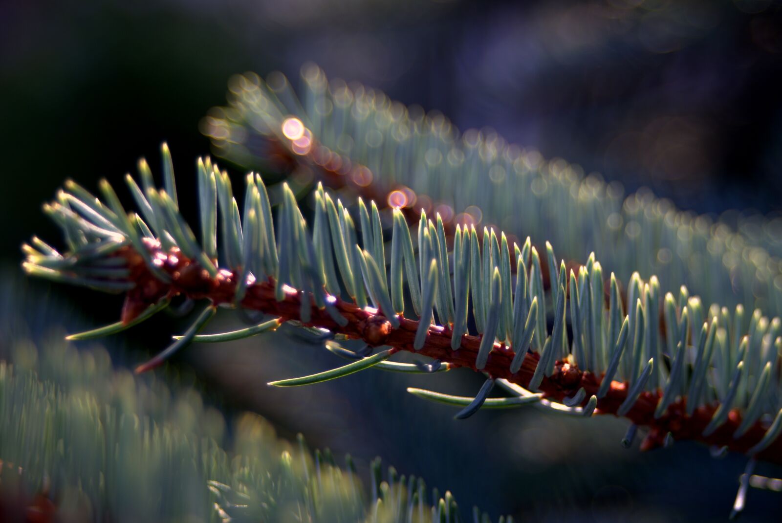 Pentax K-S2 sample photo. Spruce, needles, branch photography