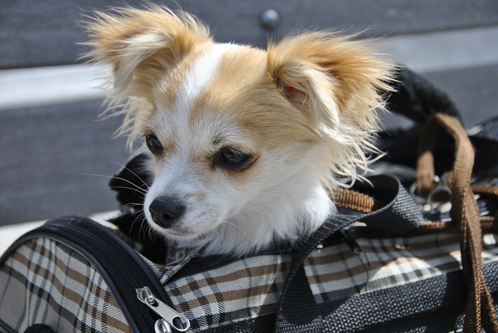 Nikon D3000 sample photo. Pet, dog, cute photography