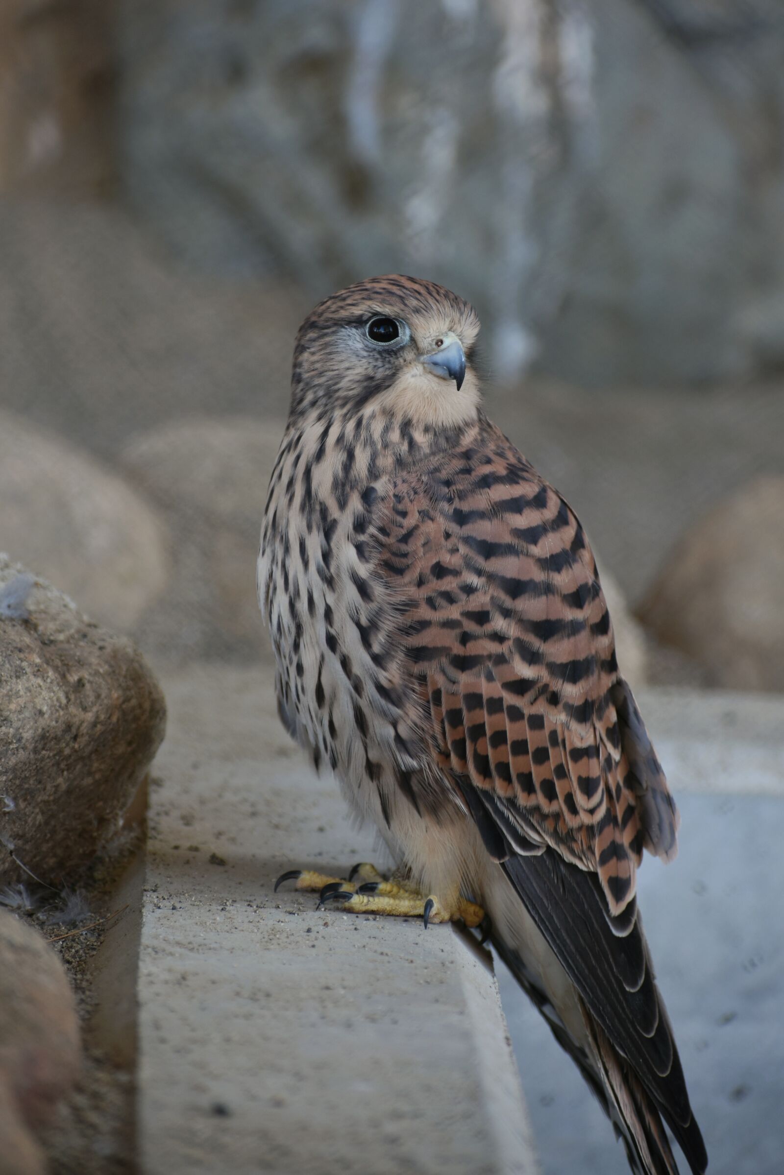 Nikon D7200 sample photo. Animal, bird, raptor photography