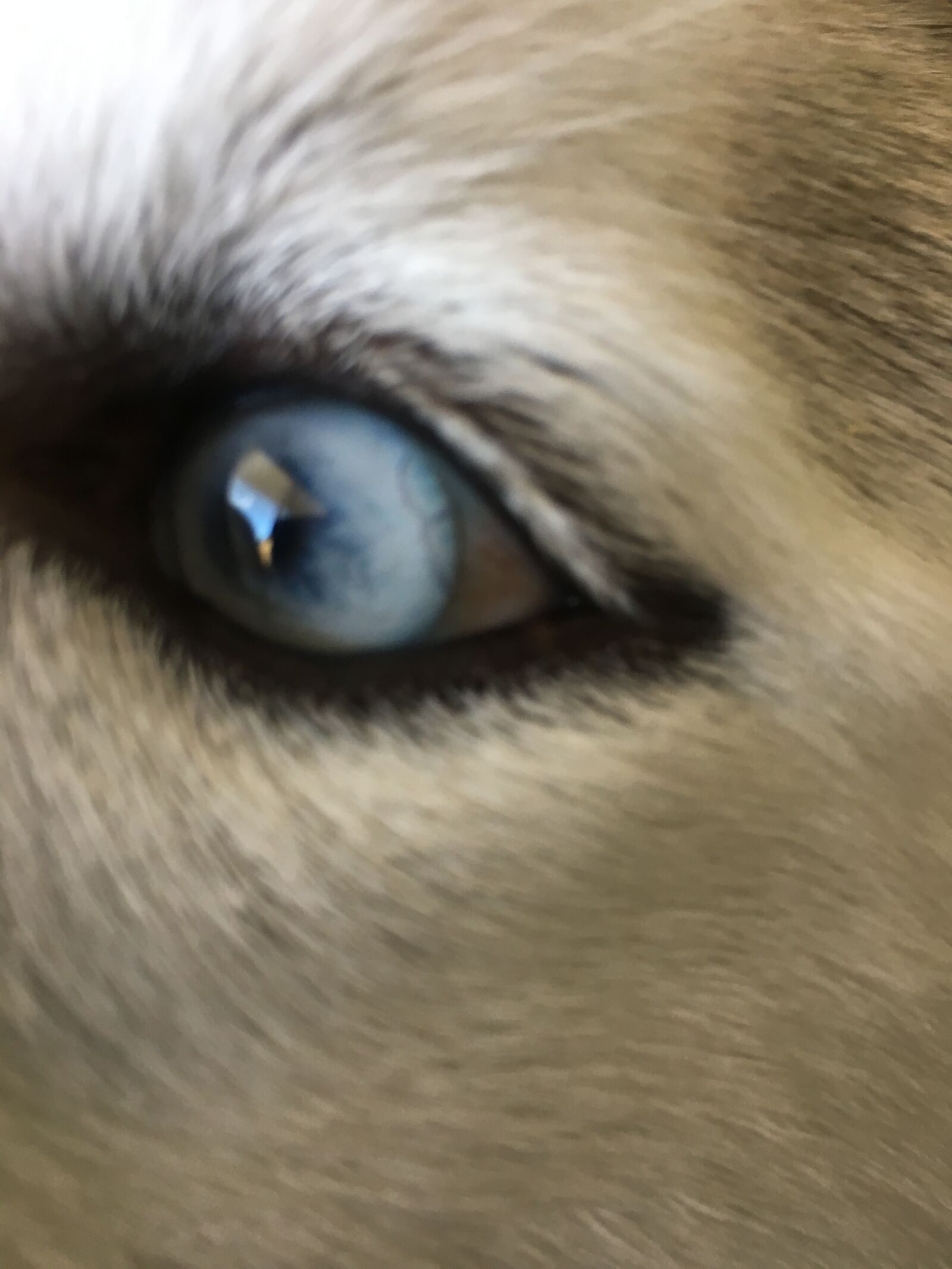 Apple iPhone 6s sample photo. Dog, husky, wolf photography