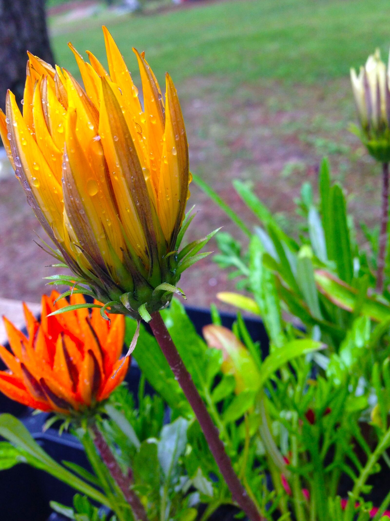 iPhone 5 back camera 4.12mm f/2.4 sample photo. Daisies, flowers, spring shower photography