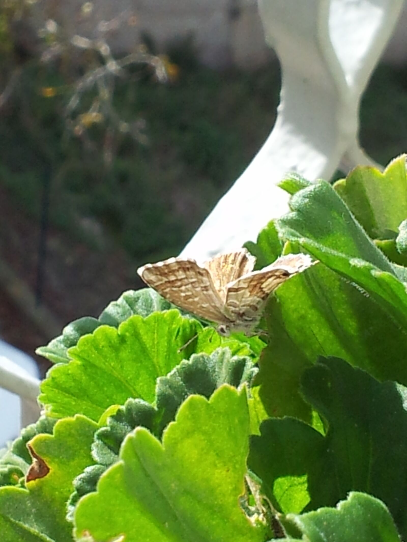 Samsung Galaxy S2 sample photo. Butterfly, plant, insects photography