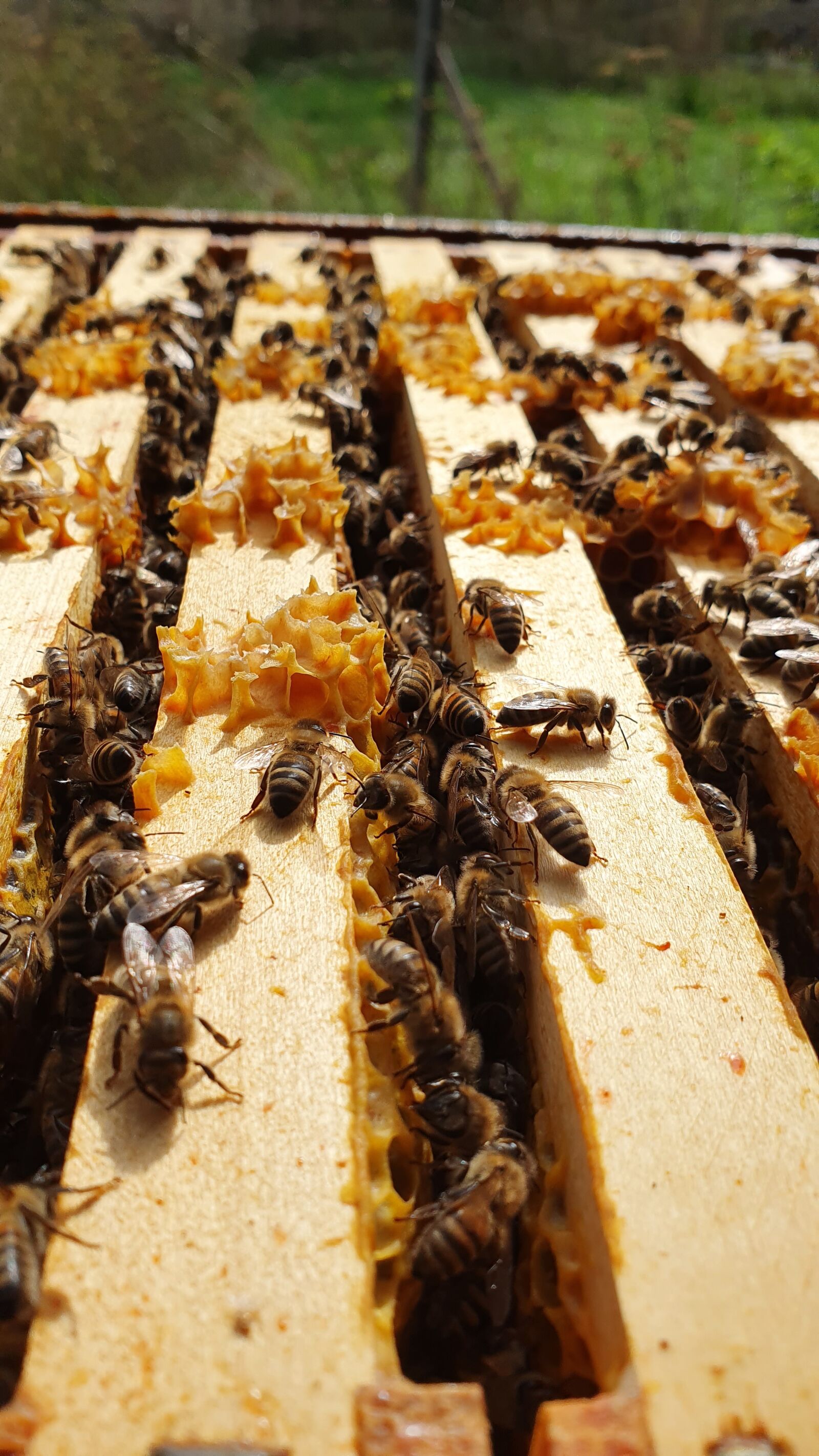 Samsung SM-G975F sample photo. Bee, bienen, volk photography