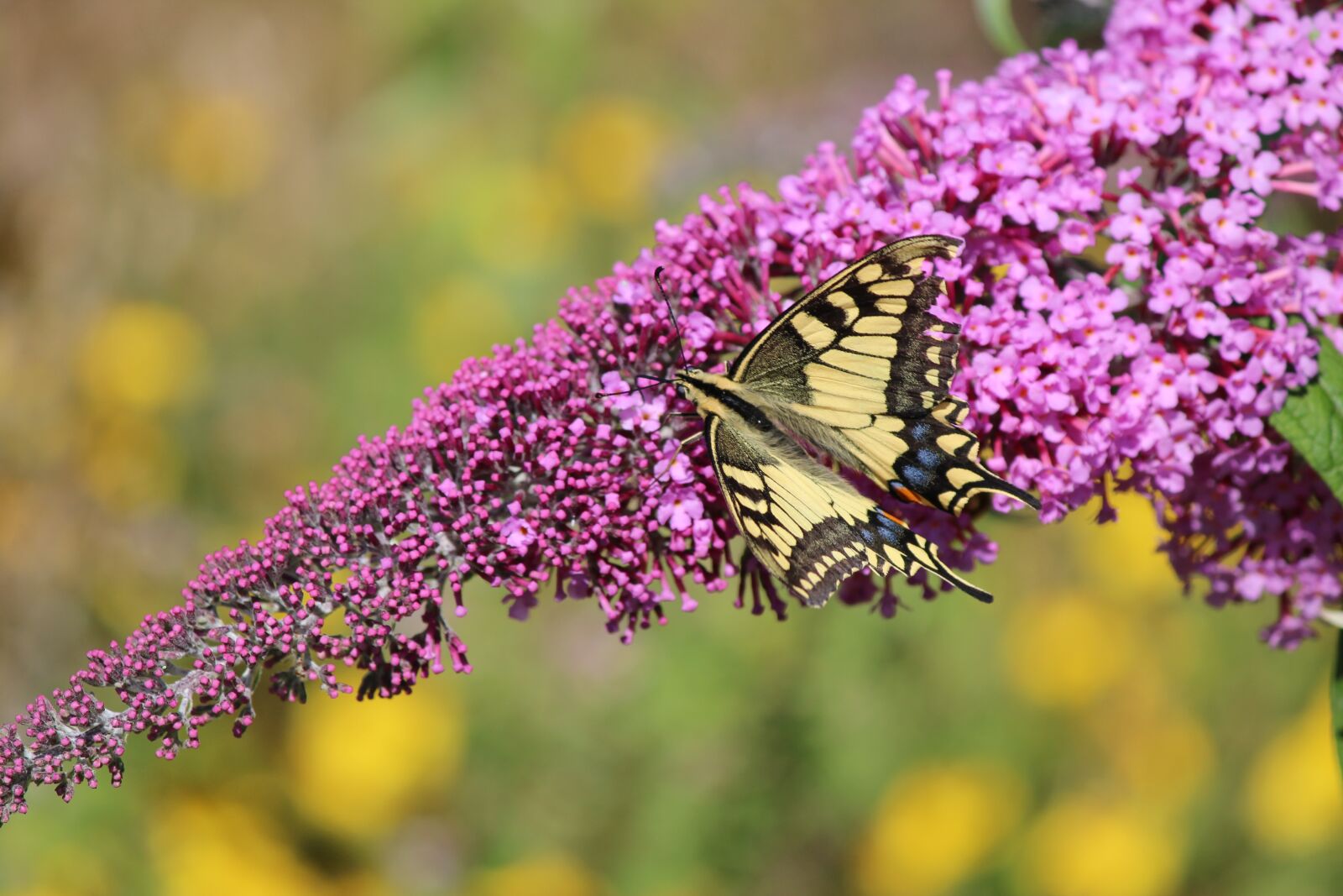 Canon EOS 600D (Rebel EOS T3i / EOS Kiss X5) sample photo. Butterfly, nature, summer photography