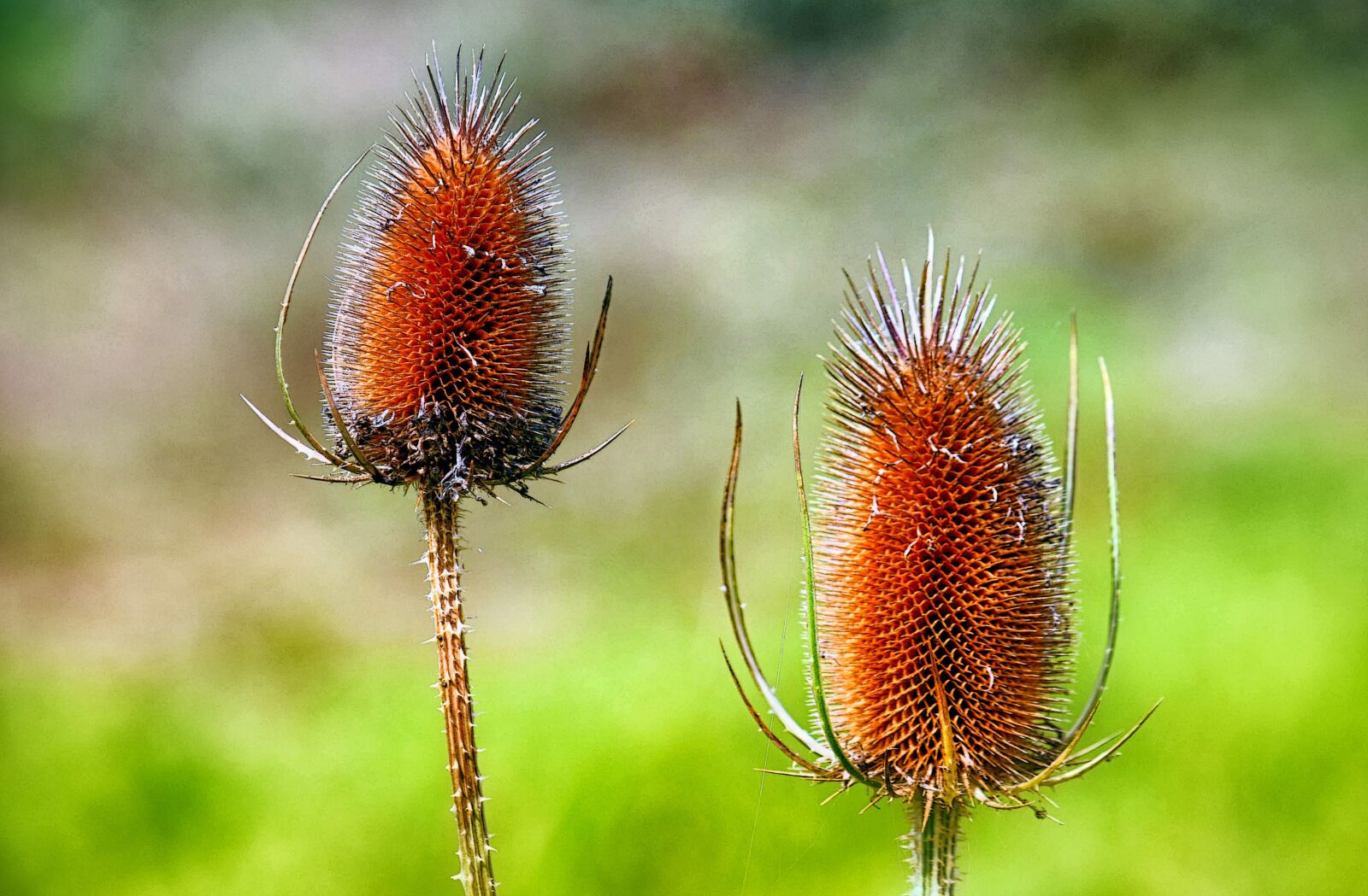 Nikon D3300 sample photo. Teasel, plant, nature photography