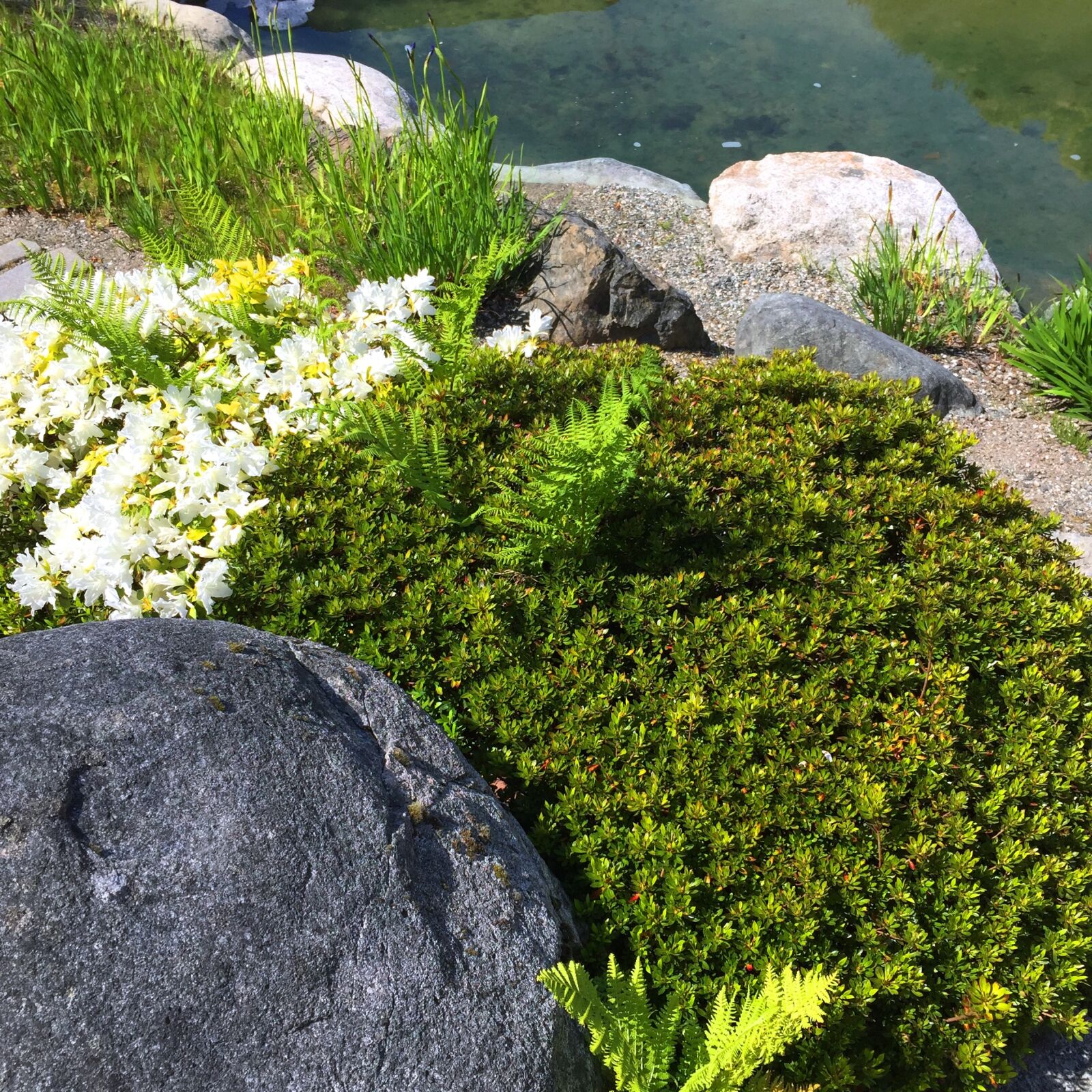 Apple iPhone 6 sample photo. Rock, moss, water photography