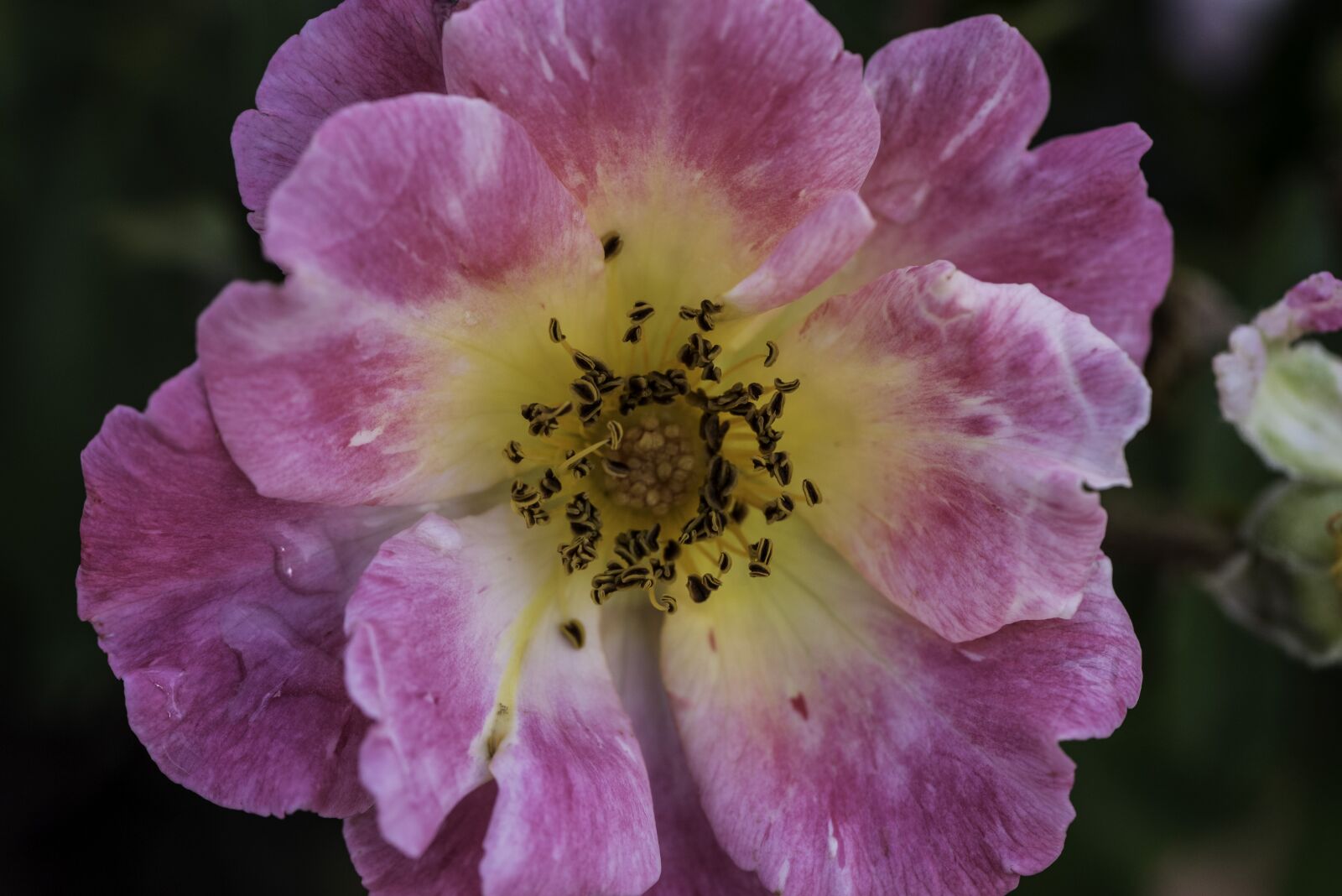 Nikon D750 sample photo. Flower, pink, pollen photography